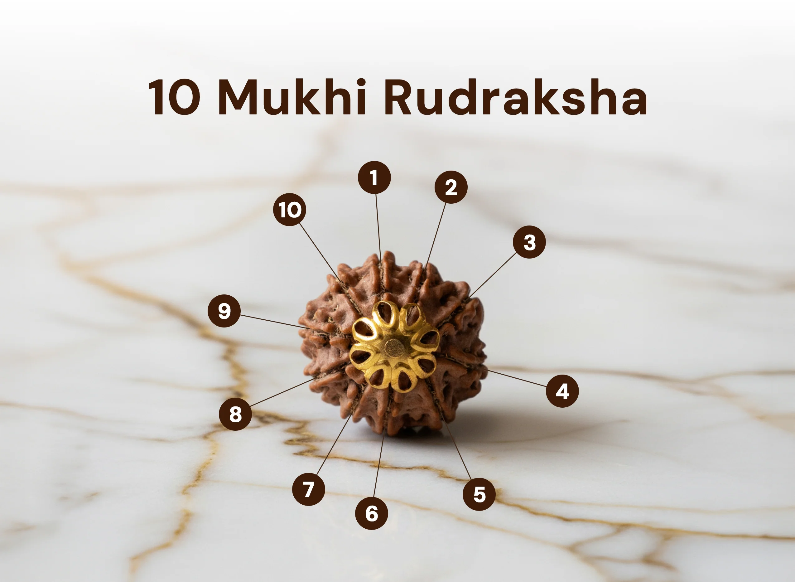 10 Mukhi / Ten Faced Rudraksha - Indo - Image 8