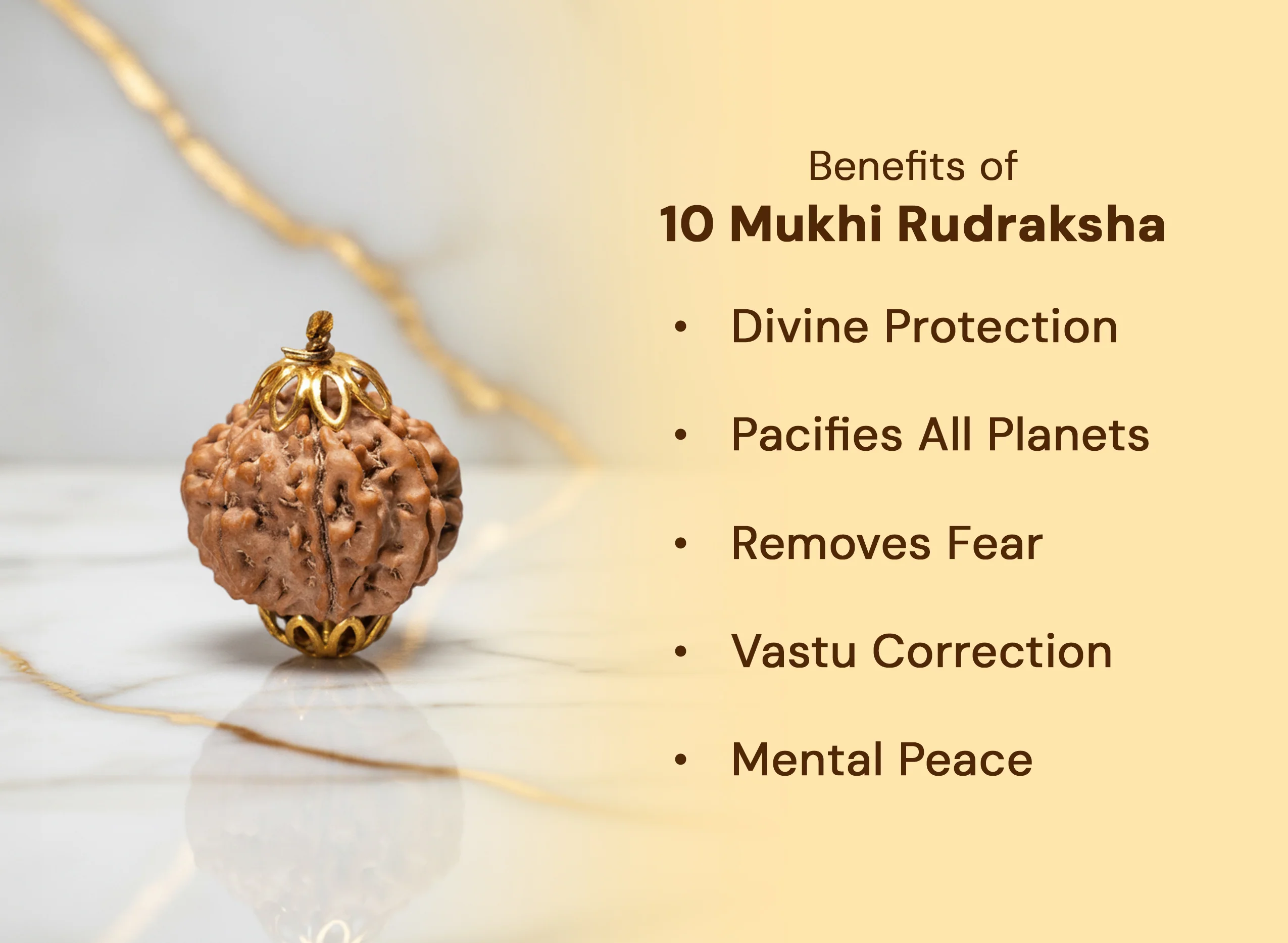 10 Mukhi Rudraksha (Nepali) - Image 6