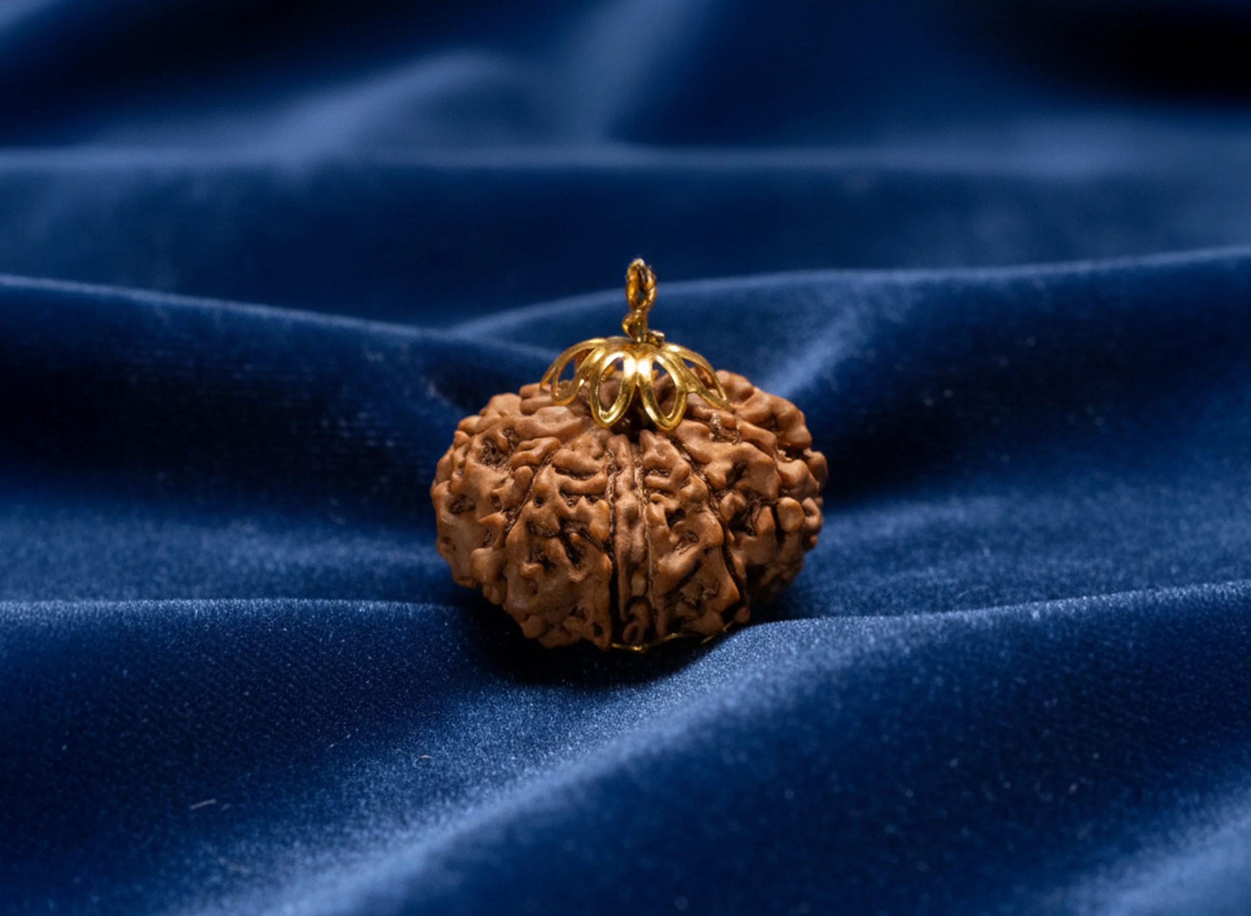 11 Mukhi Rudraksha (Nepali) - Image 3