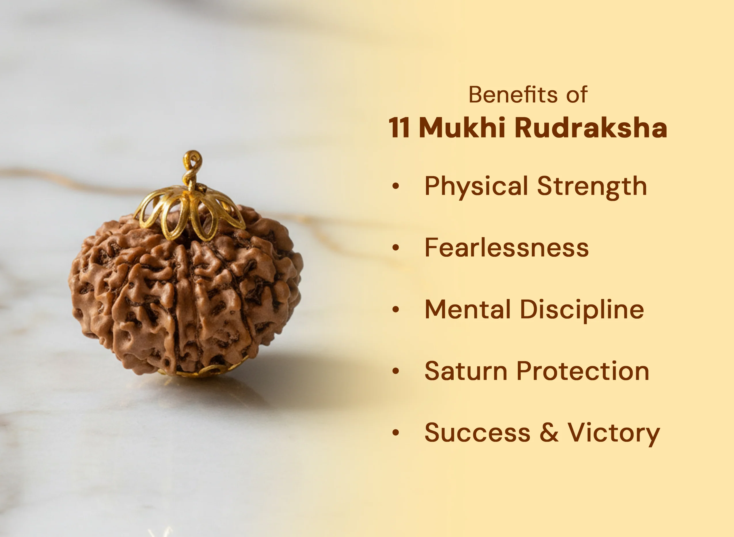 11 Mukhi Rudraksha (Nepali) - Image 4