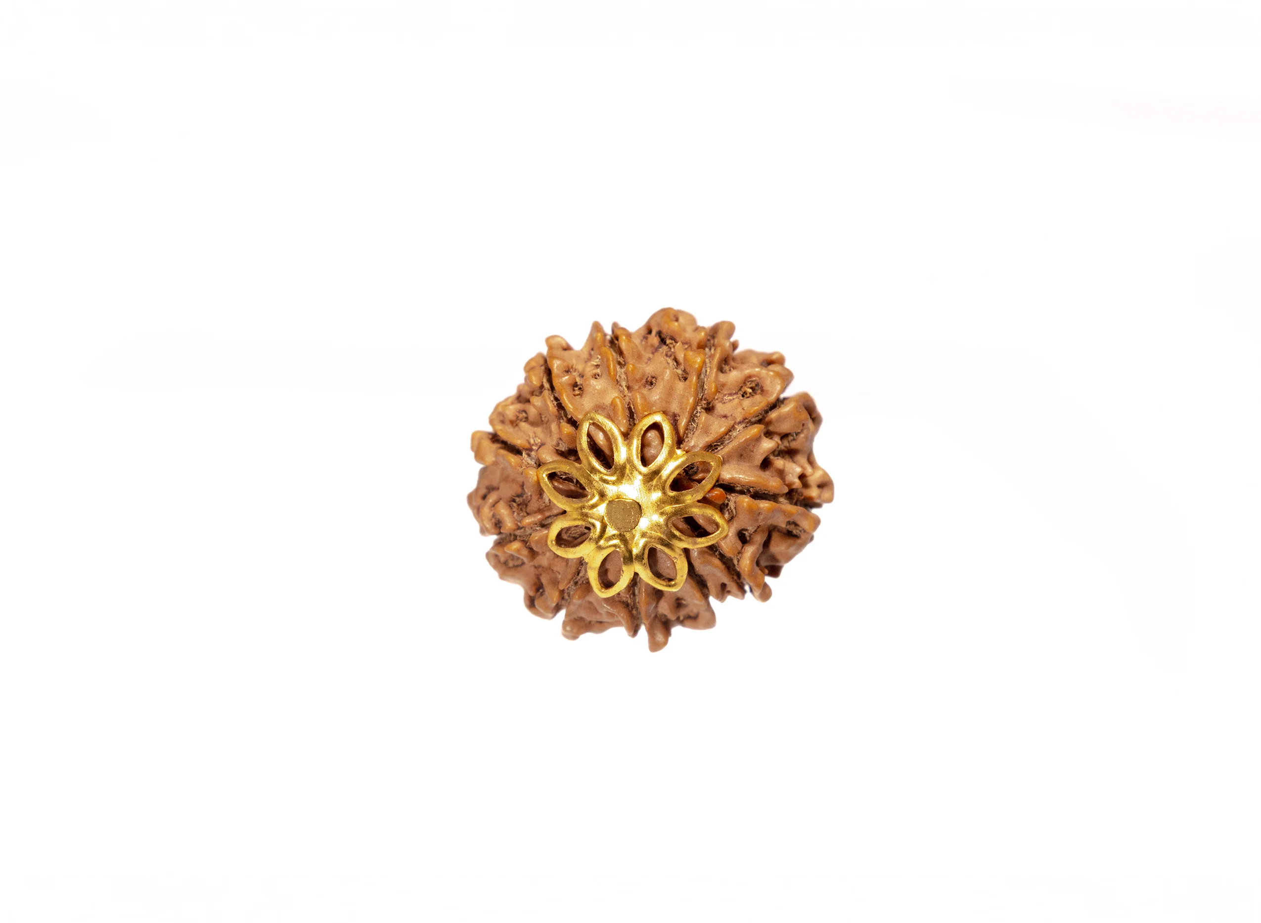 11 Mukhi Rudraksha (Nepali) - Image 7
