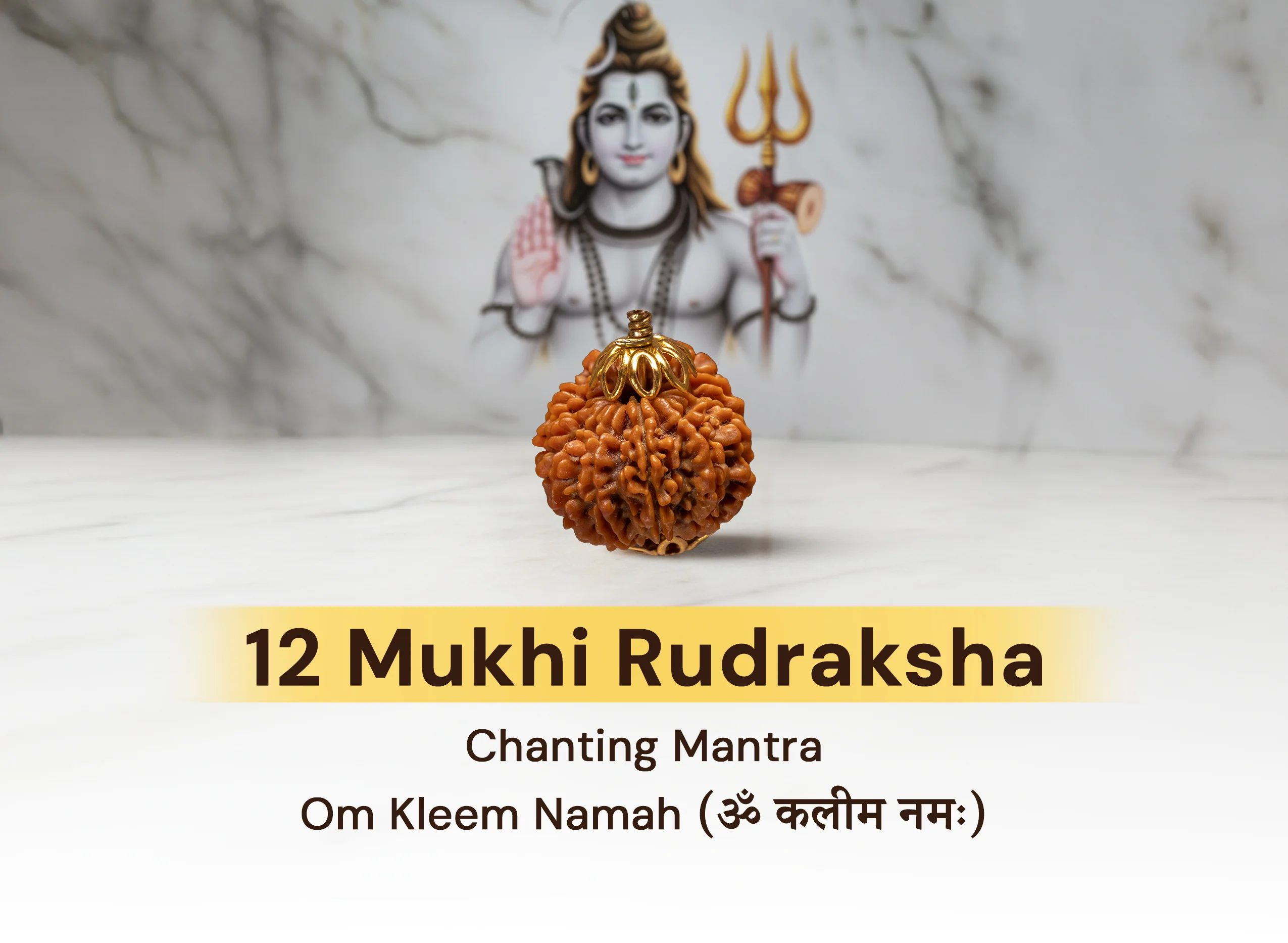 12  Mukhi Rudraksha (Nepali) - Image 4