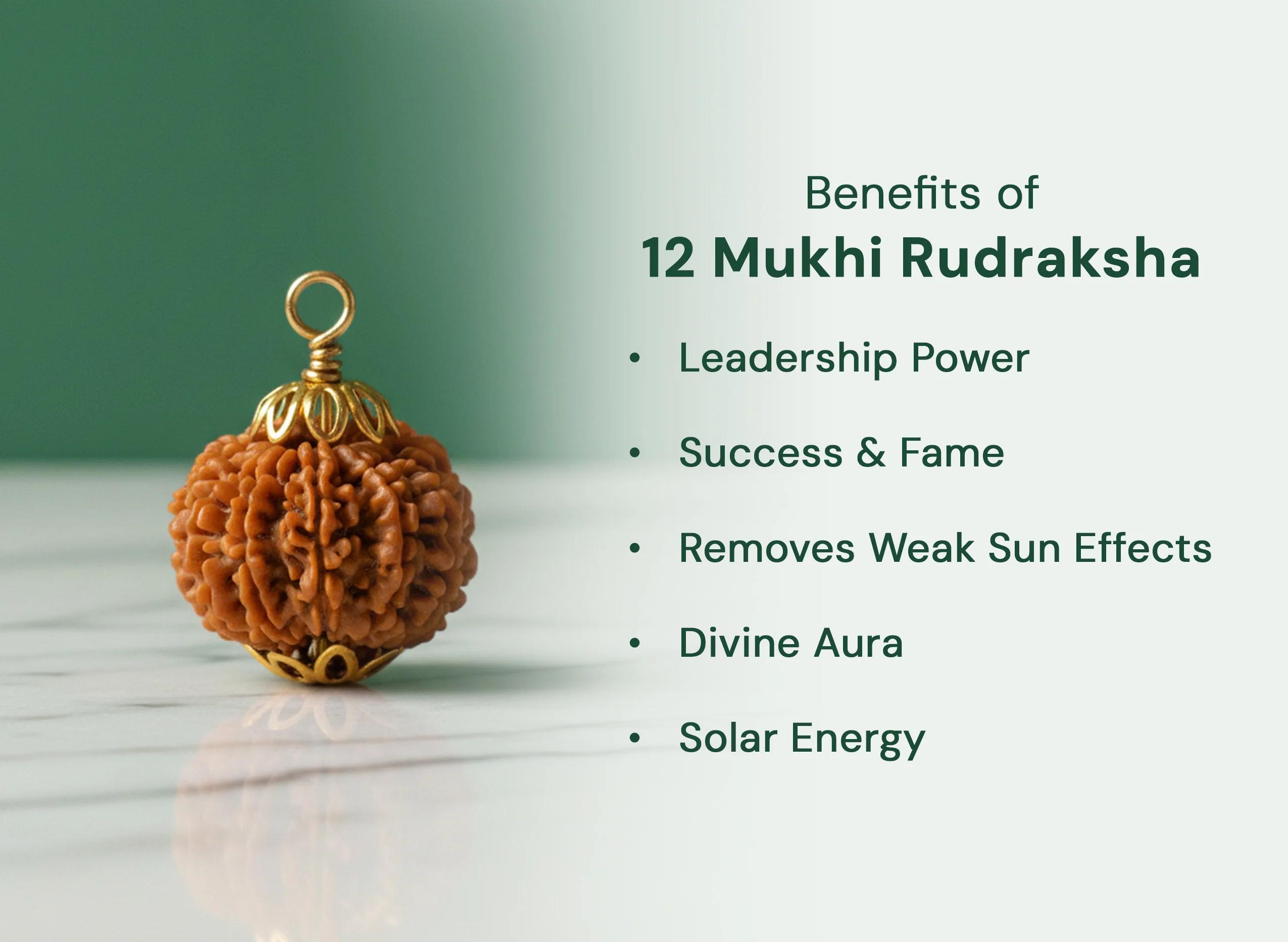 12  Mukhi Rudraksha (Nepali) - Image 6