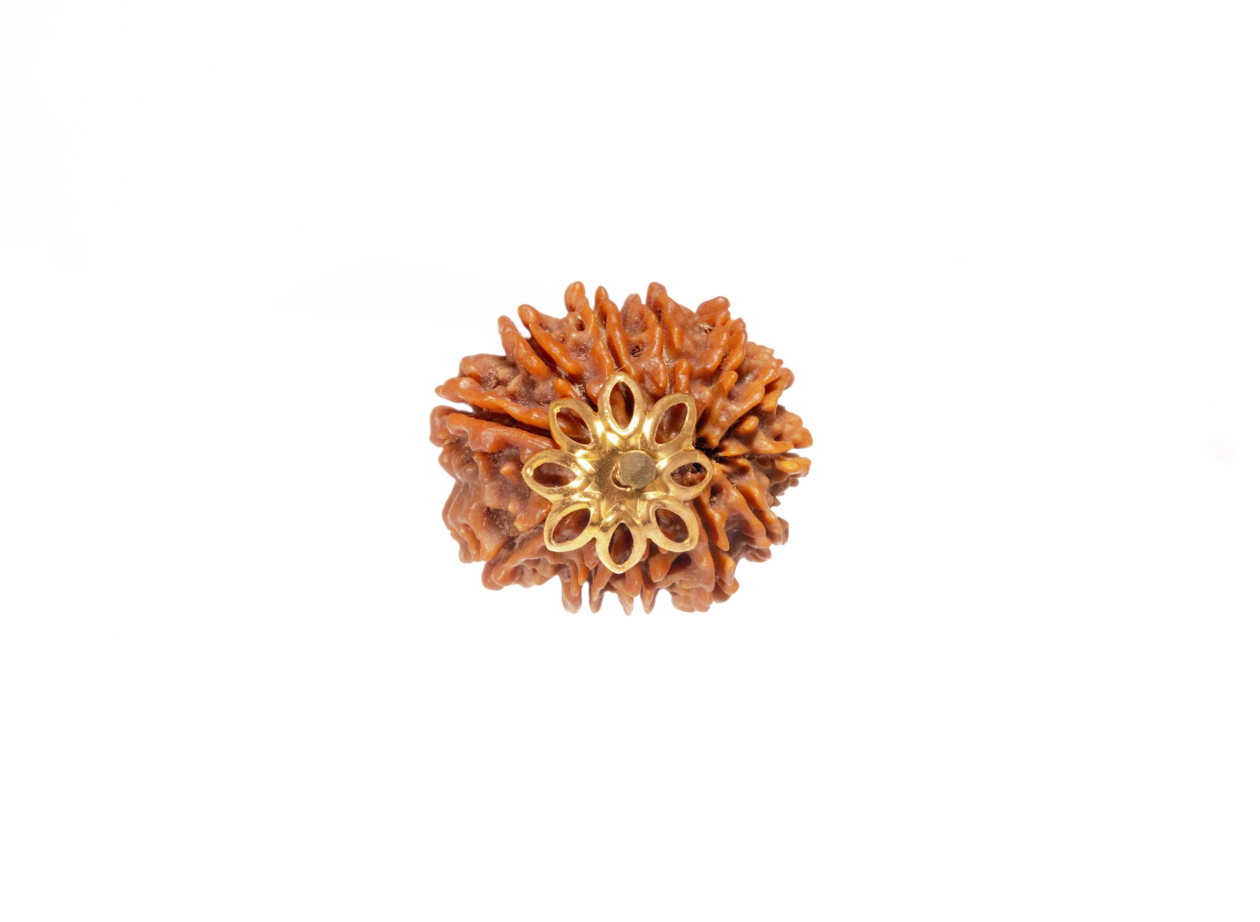 12  Mukhi Rudraksha (Nepali) - Image 8