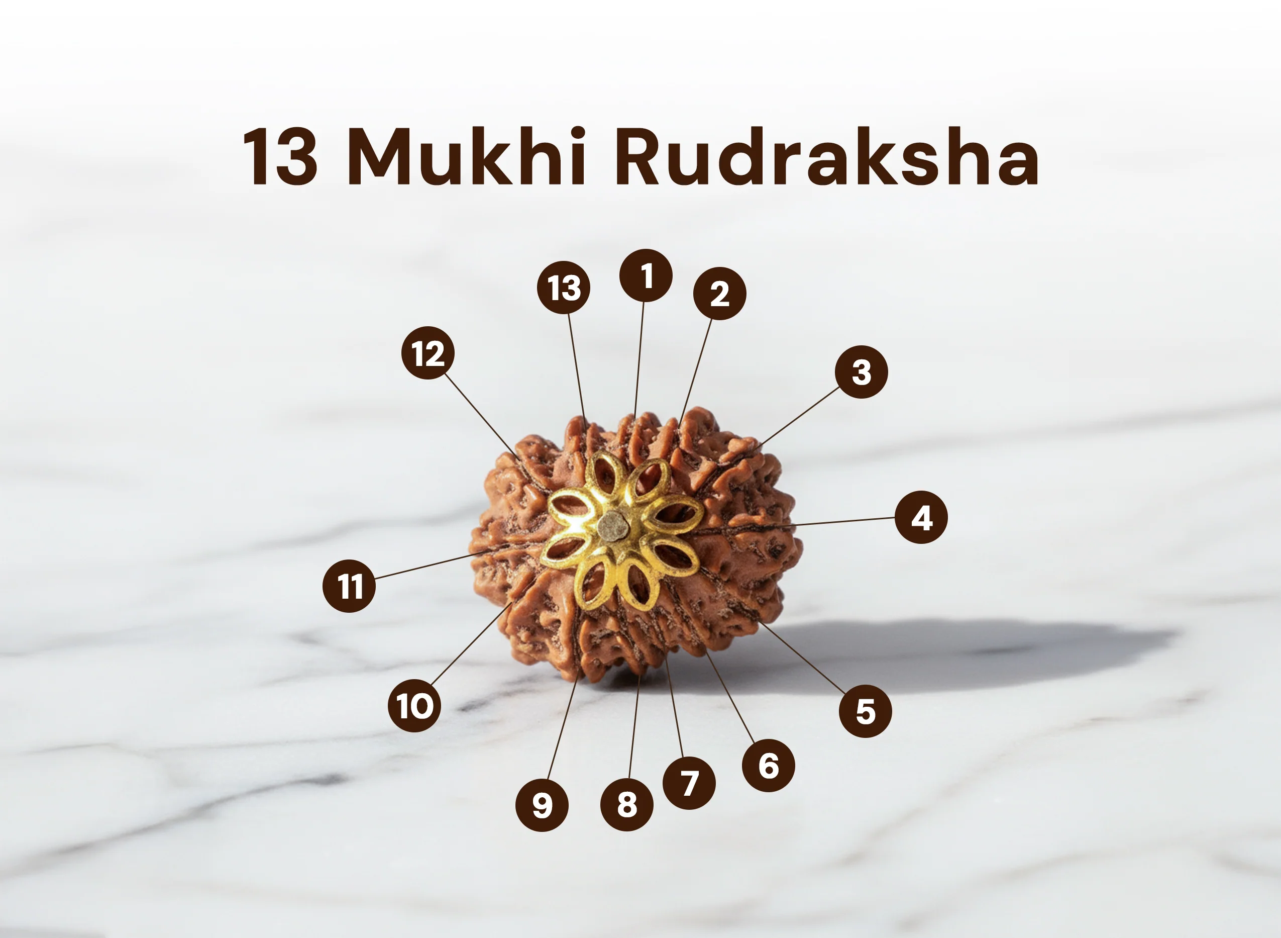 13 Mukhi Rudraksha (Nepali) - Image 2