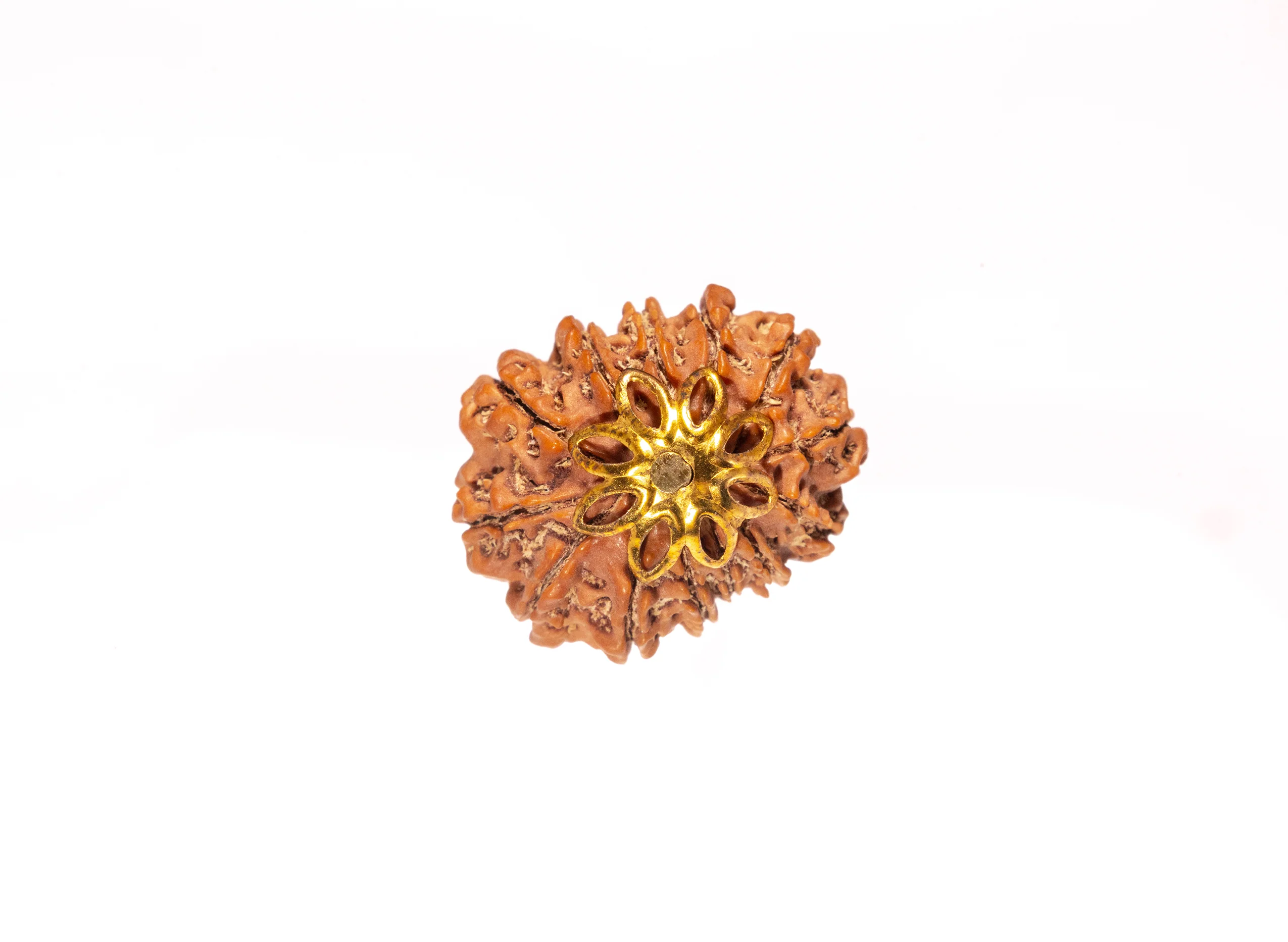 13 Mukhi Rudraksha (Nepali) - Image 8