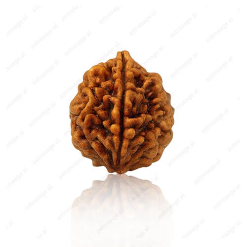 2 Mukhi Indo Original Rudraksha