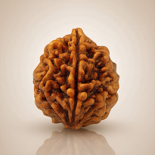 2 Mukhi Indo Original Rudraksha - Image 3