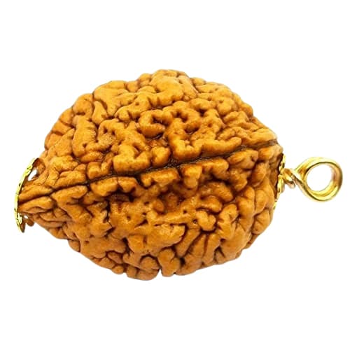 2 Mukhi Indo Original Rudraksha - Image 4