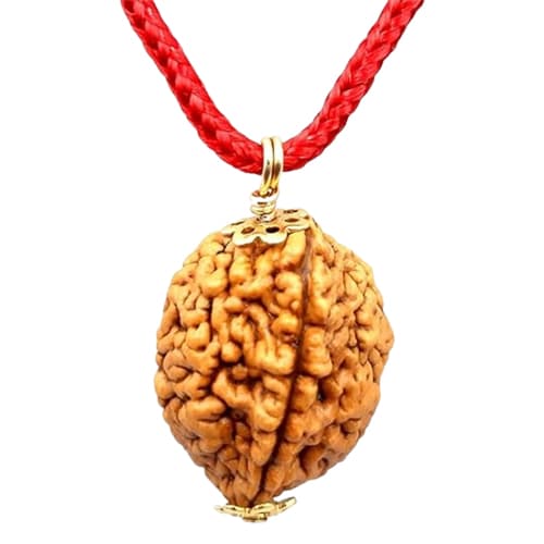 2 Mukhi Indo Original Rudraksha - Image 5