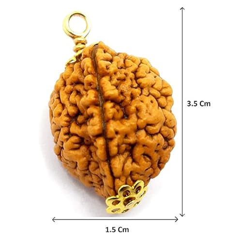 2 Mukhi Indo Original Rudraksha - Image 6