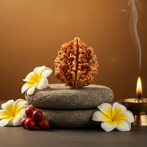 2 Mukhi Indo Original Rudraksha - Image 7