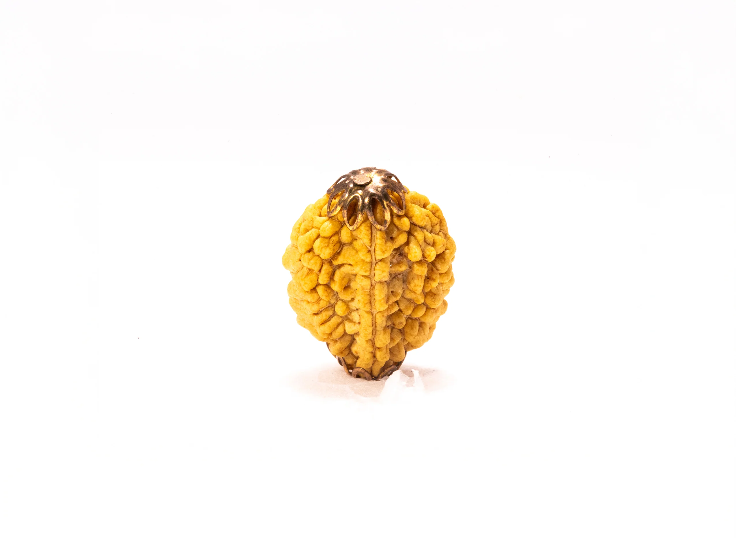 2 Mukhi Nepali Rudraksha