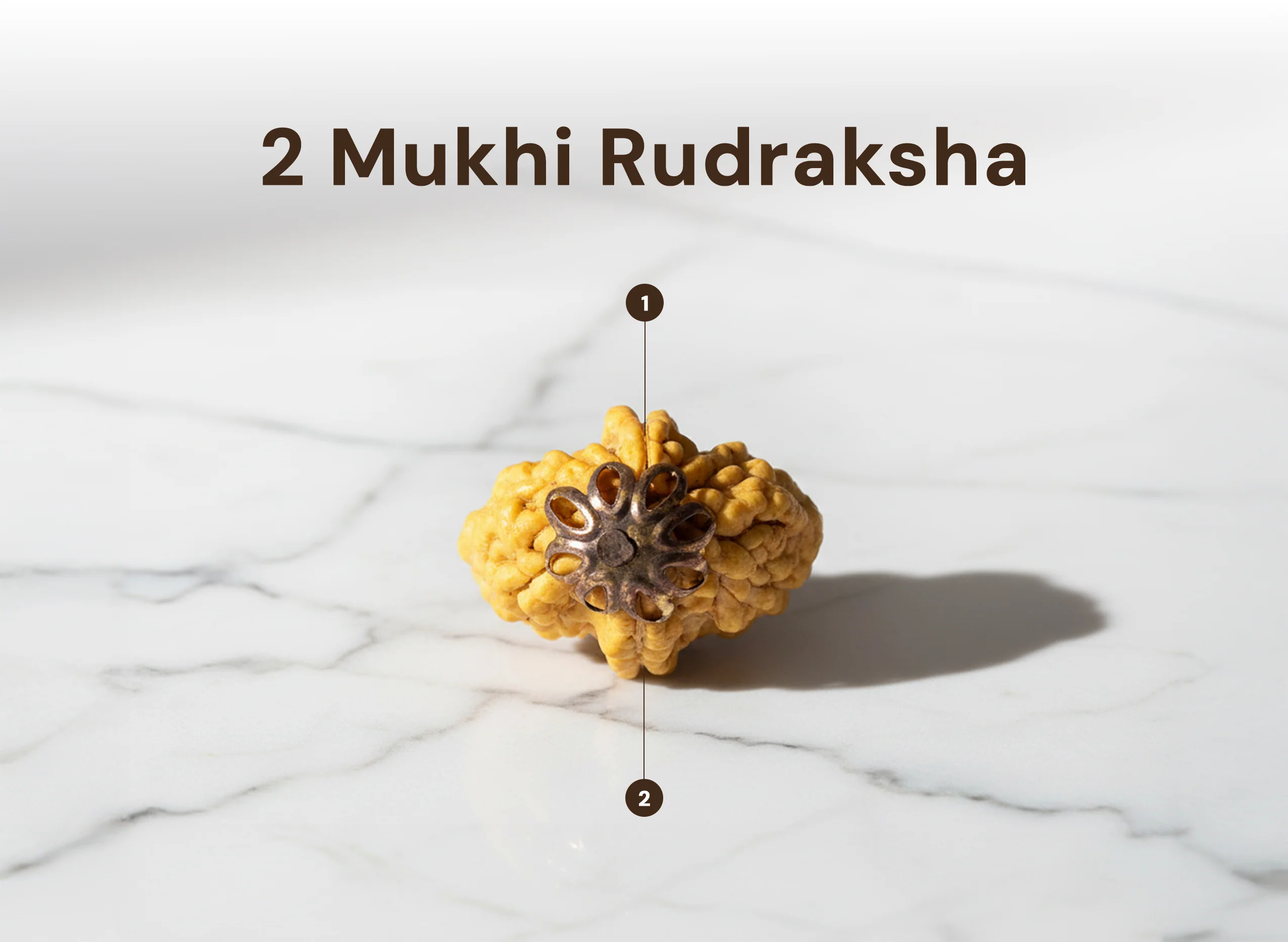 2 Mukhi Nepali Rudraksha - Image 2