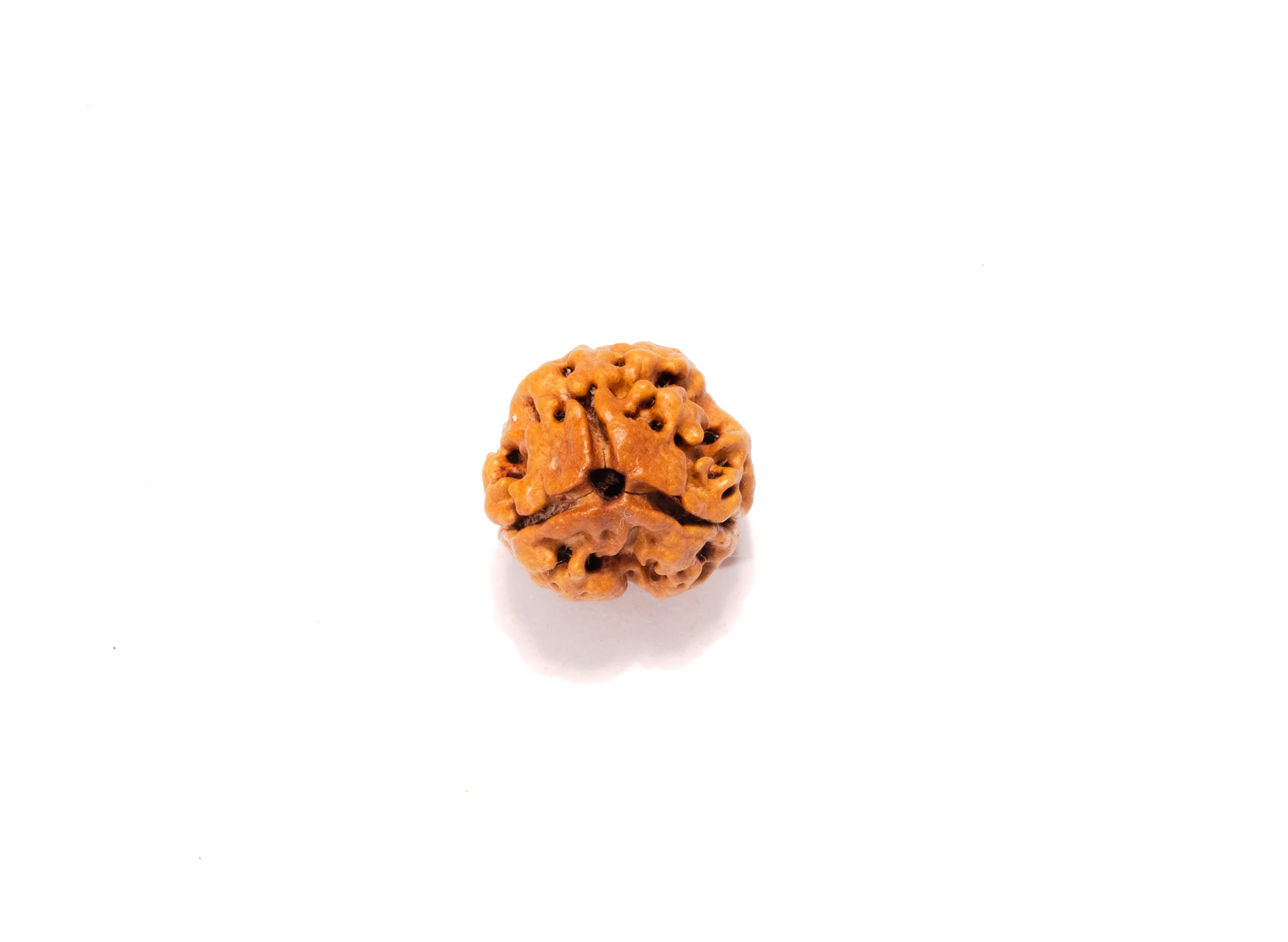 3 Mukhi Nepali Rudraksha