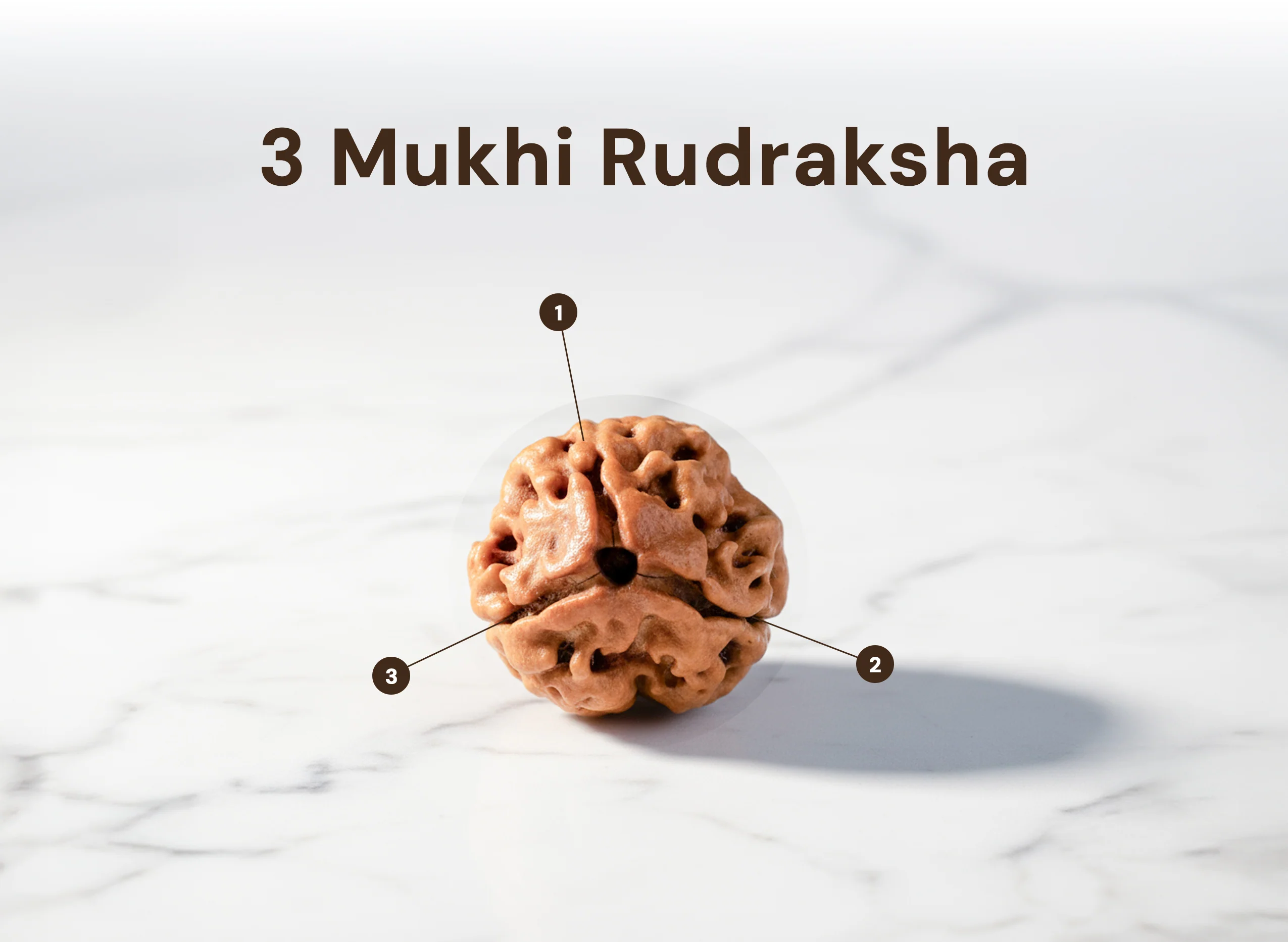 3 Mukhi Nepali Rudraksha - Image 2