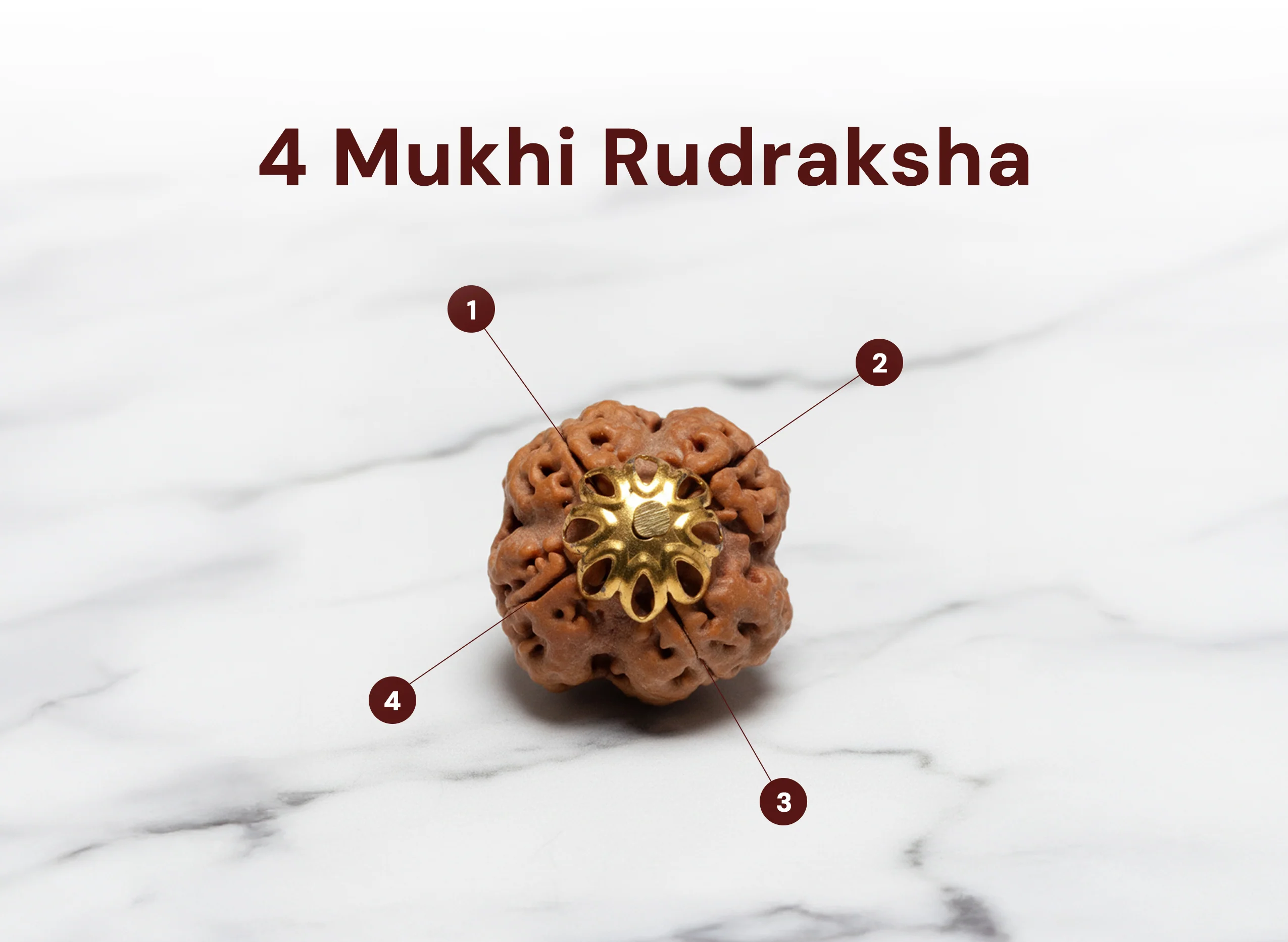 4 Mukhi Rudraksha (Nepali) - Image 2