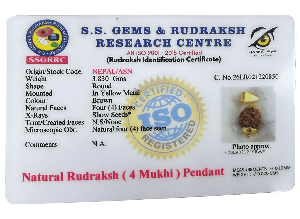 4 Mukhi Rudraksha (Nepali) - Image 3