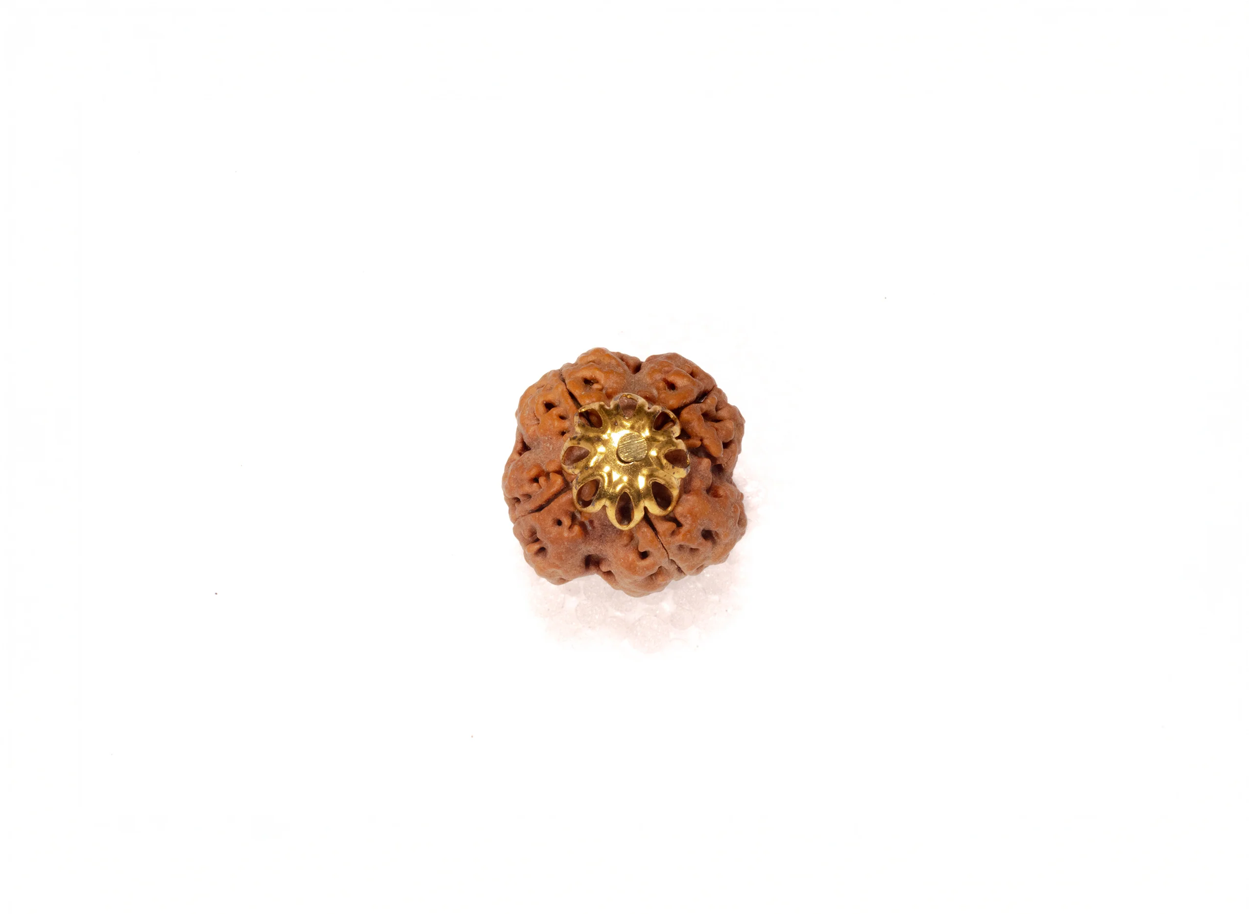 4 Mukhi Rudraksha (Nepali) - Image 6