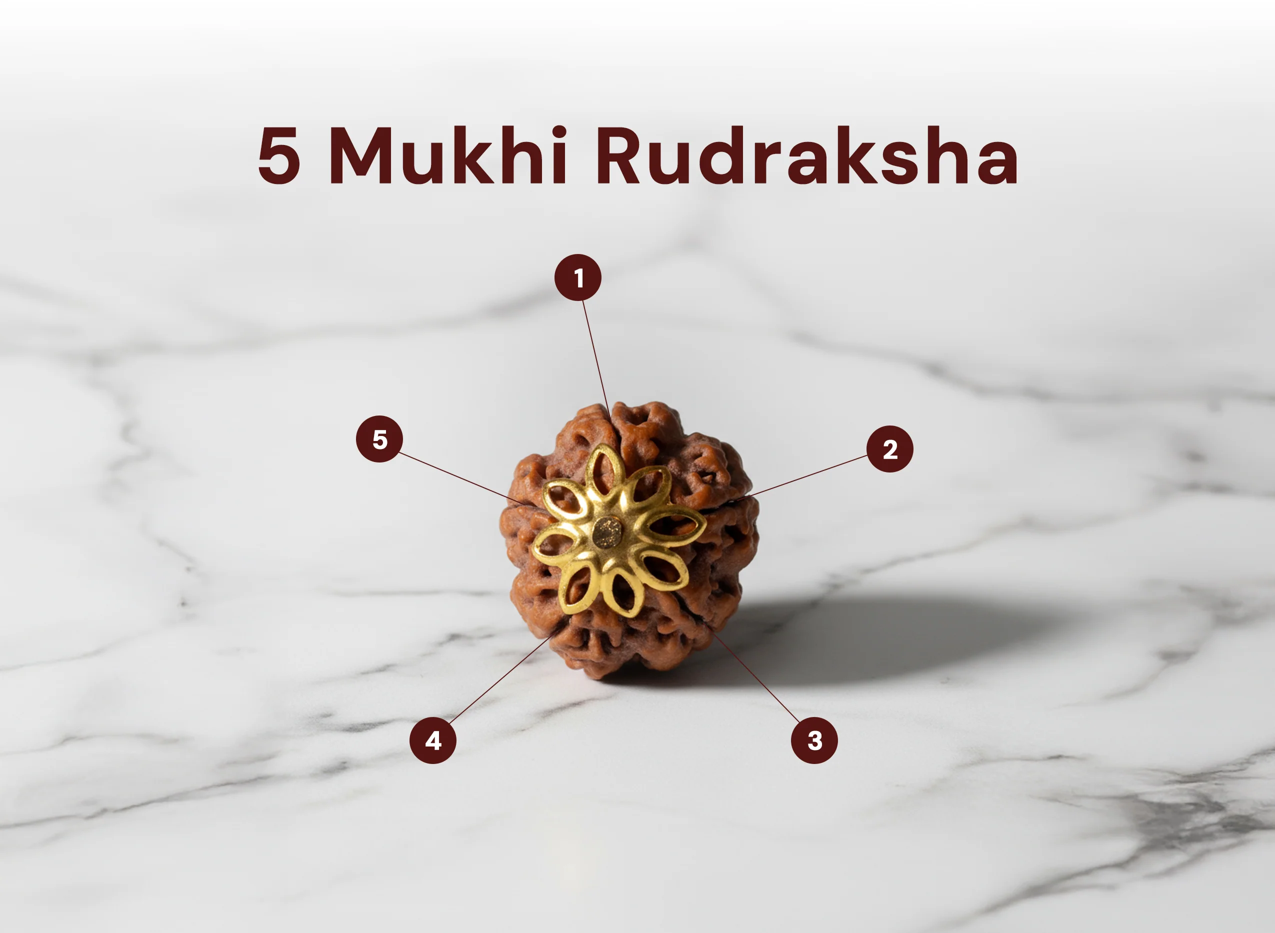 5 Mukhi Rudraksha (Nepali) - Image 2