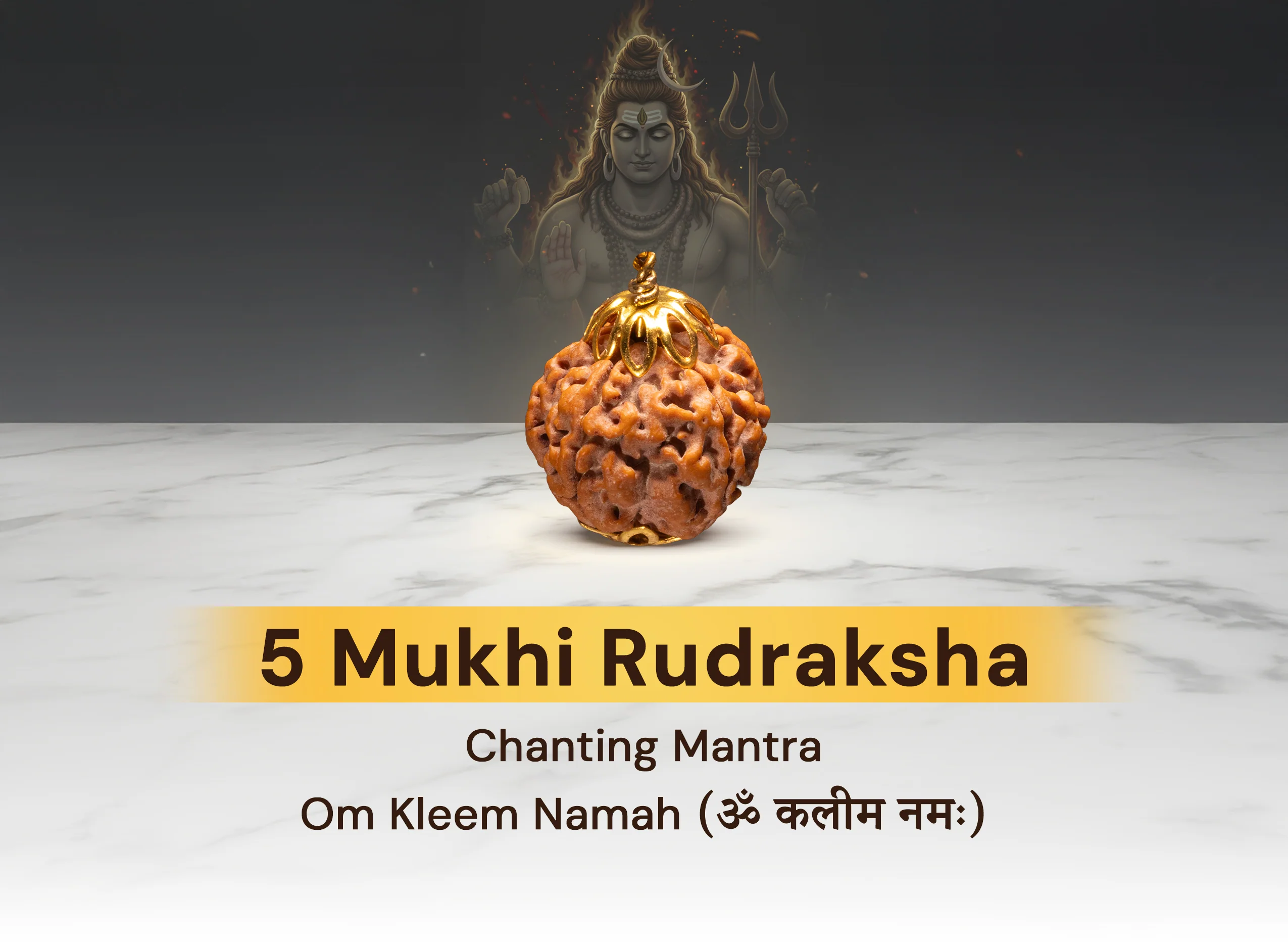 5 Mukhi Rudraksha (Nepali) - Image 4