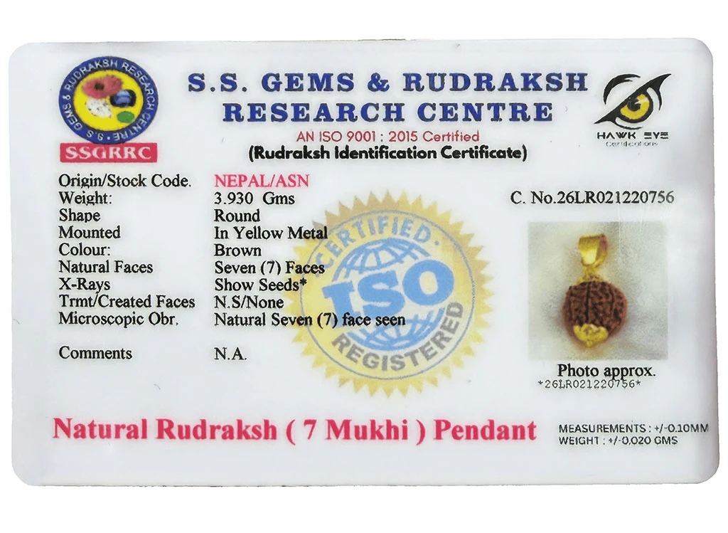 7 Mukhi Rudraksha (Nepali) - Image 3