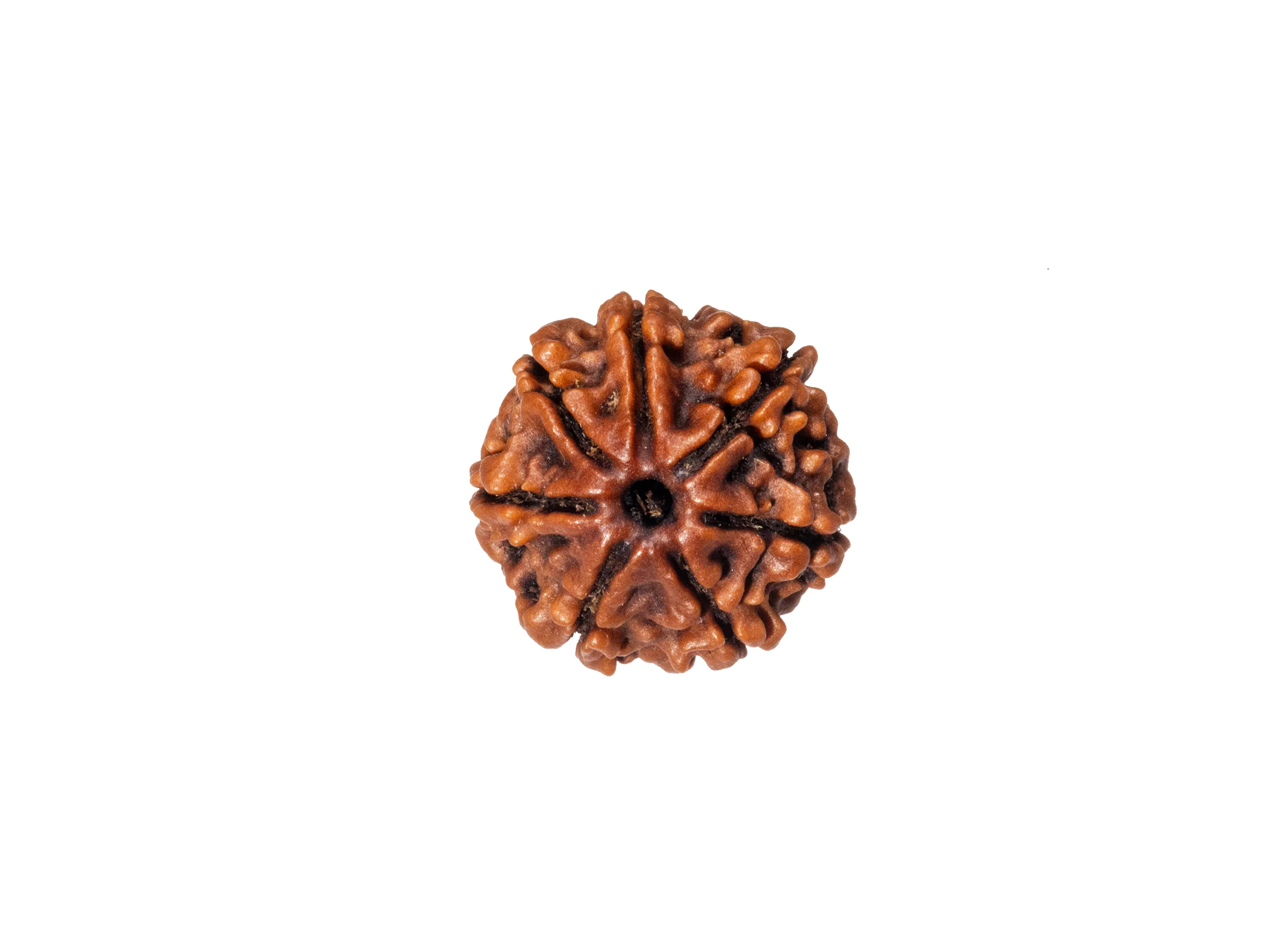 7 Mukhi Rudraksha (Nepali) - Image 4