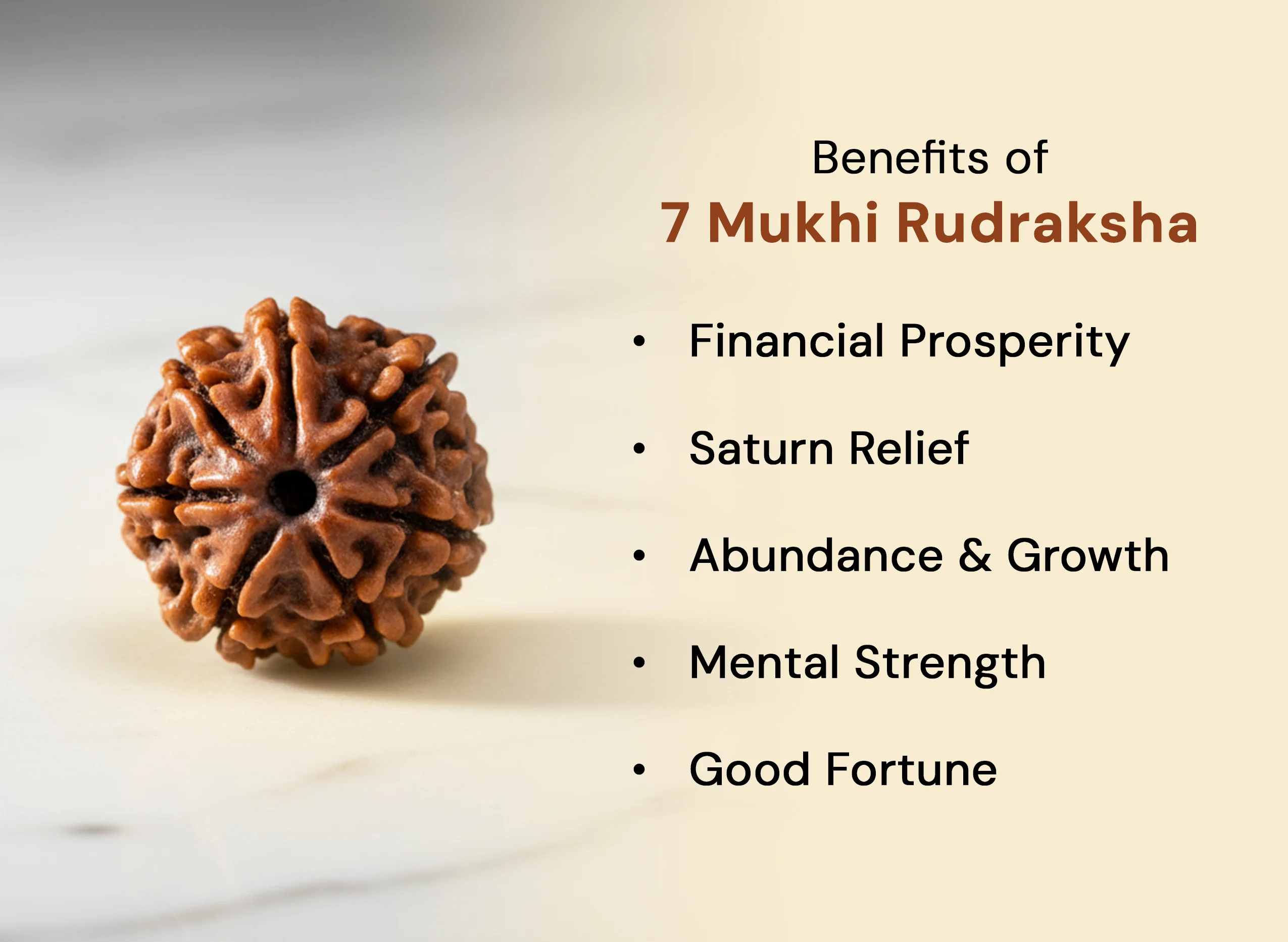 7 Mukhi Rudraksha (Nepali) - Image 5