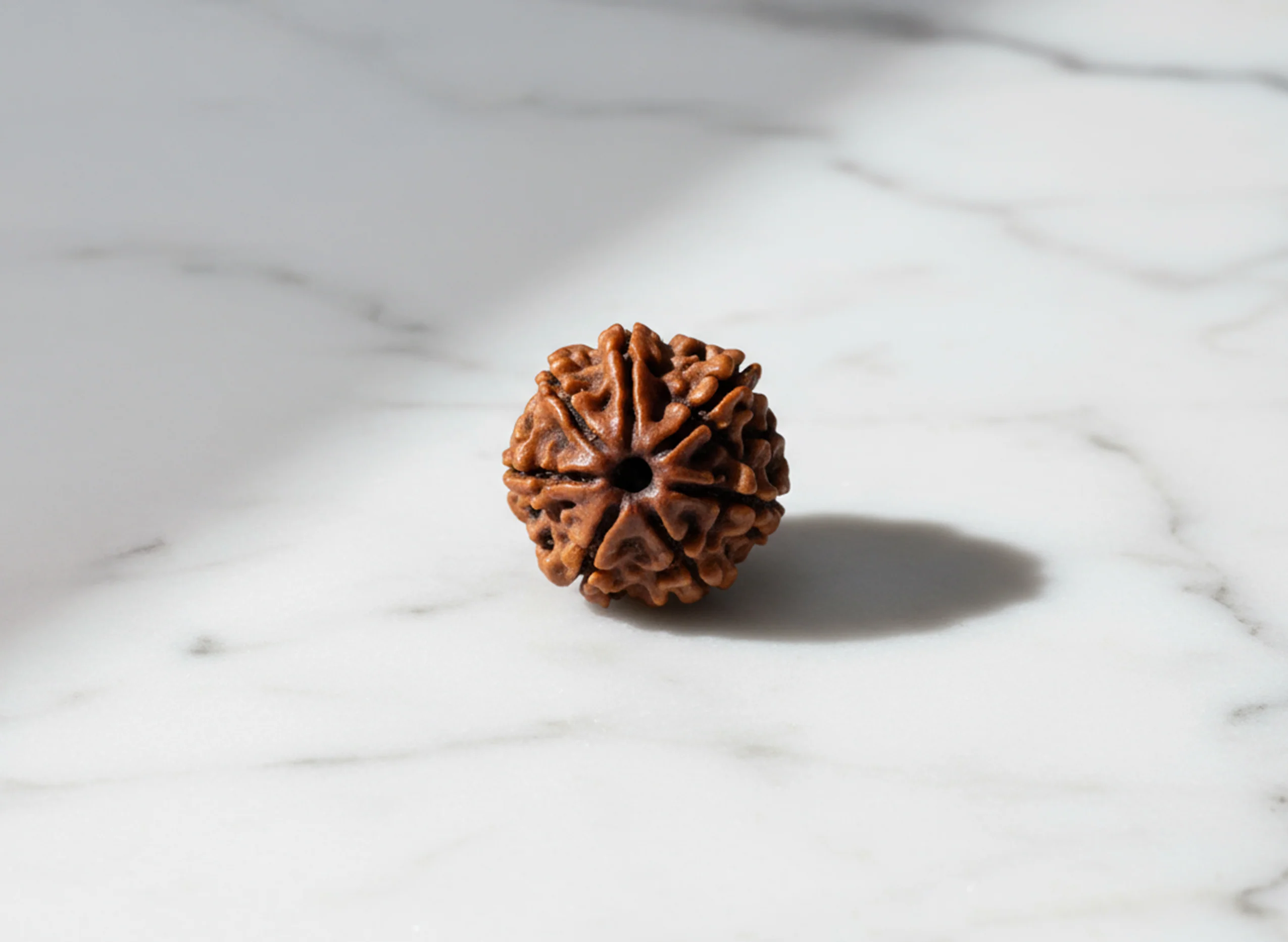 7 Mukhi Rudraksha (Nepali) - Image 9