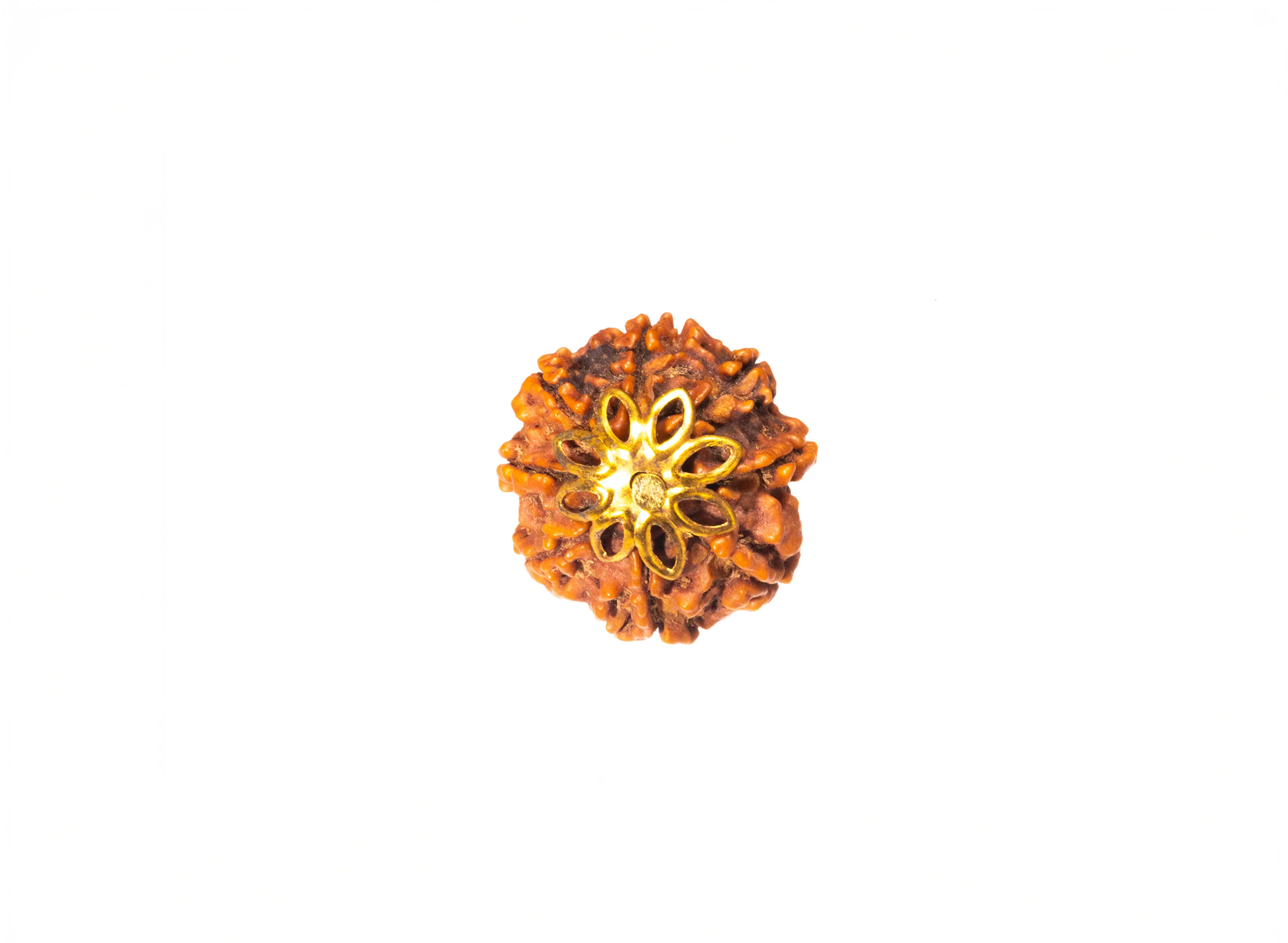 8 Mukhi Rudraksha (Nepali) - Image 8
