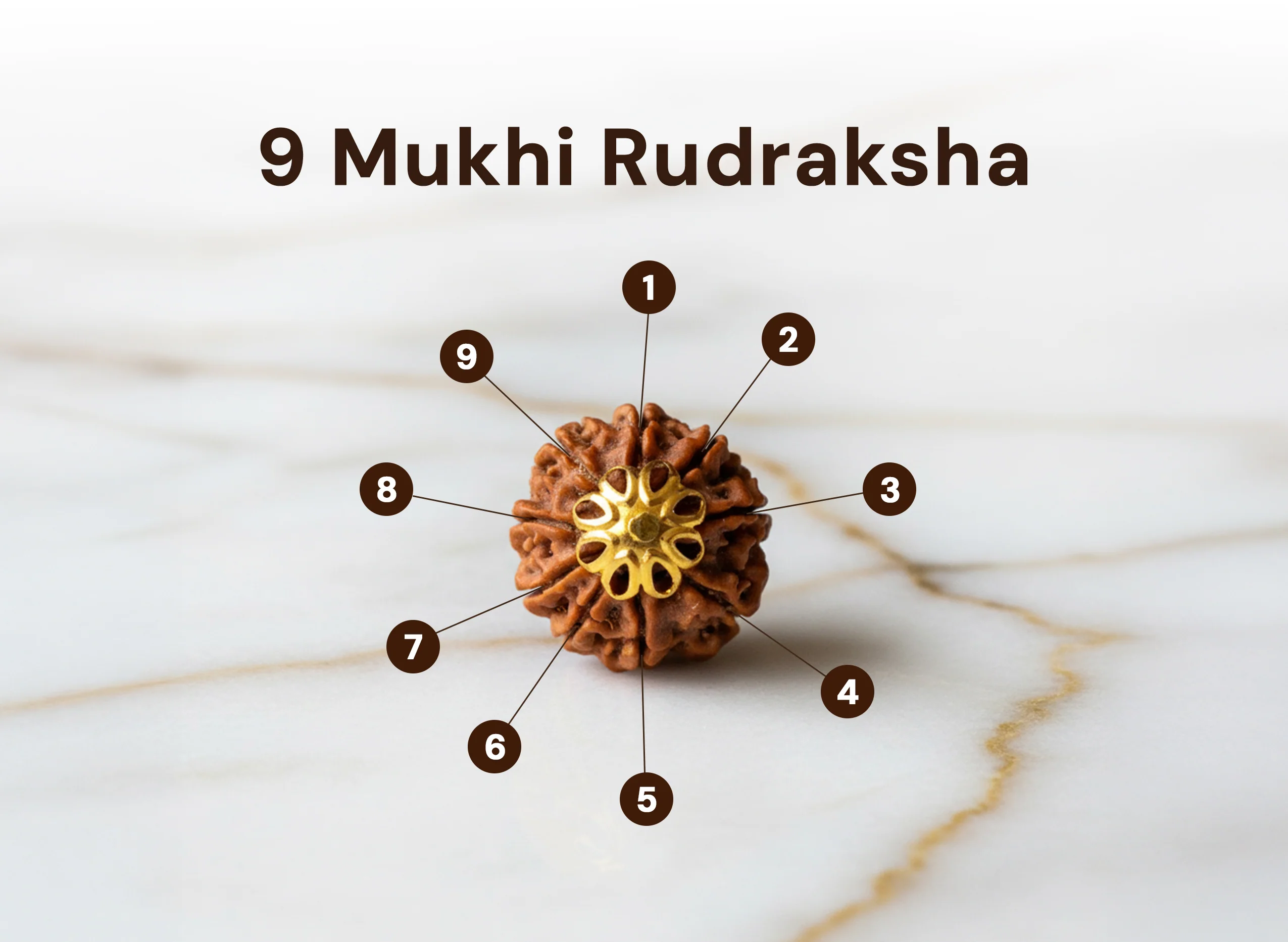 9 Mukhi Rudraksha (Nepali) - Image 3