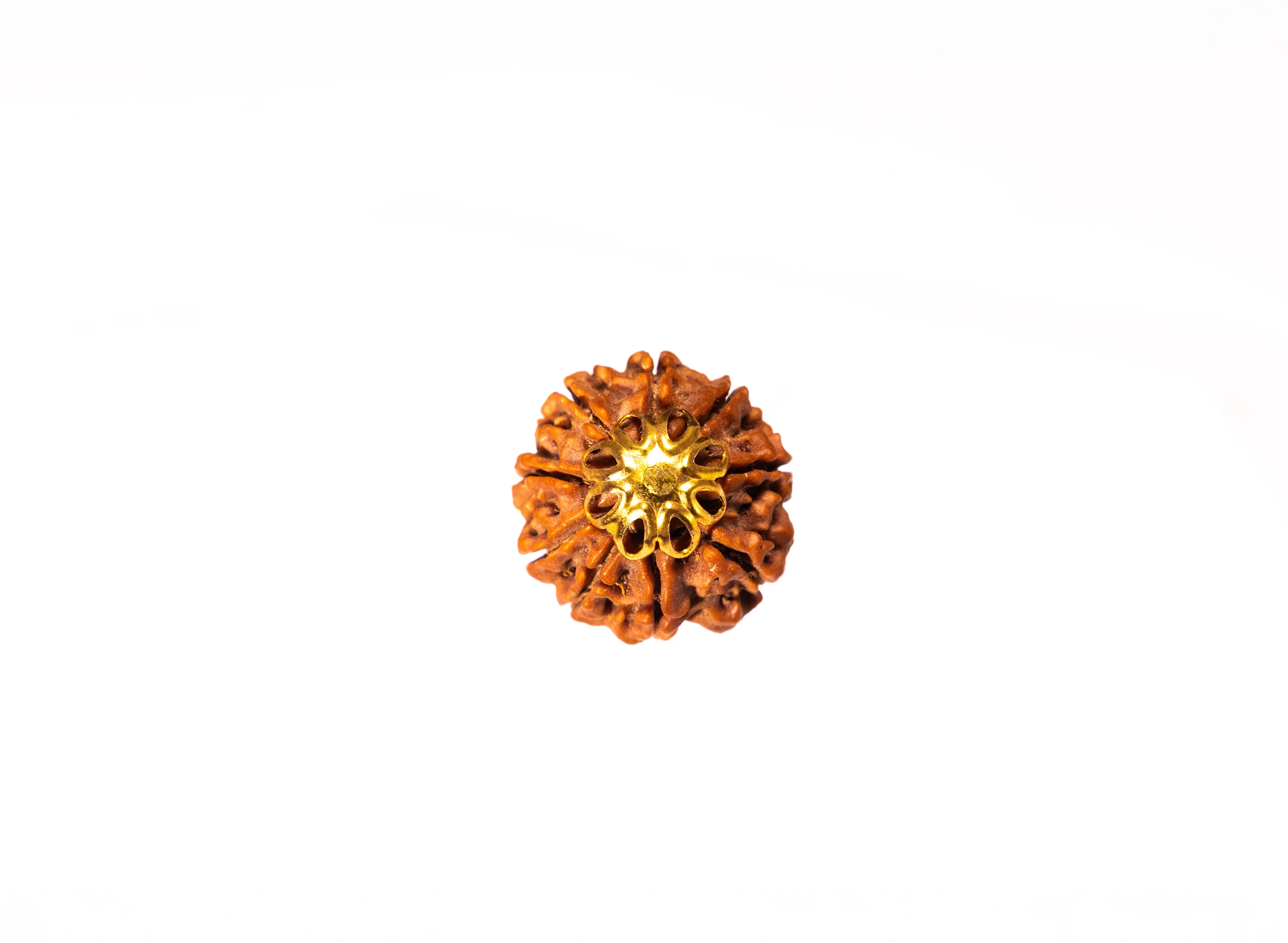 9 Mukhi Rudraksha (Nepali) - Image 7