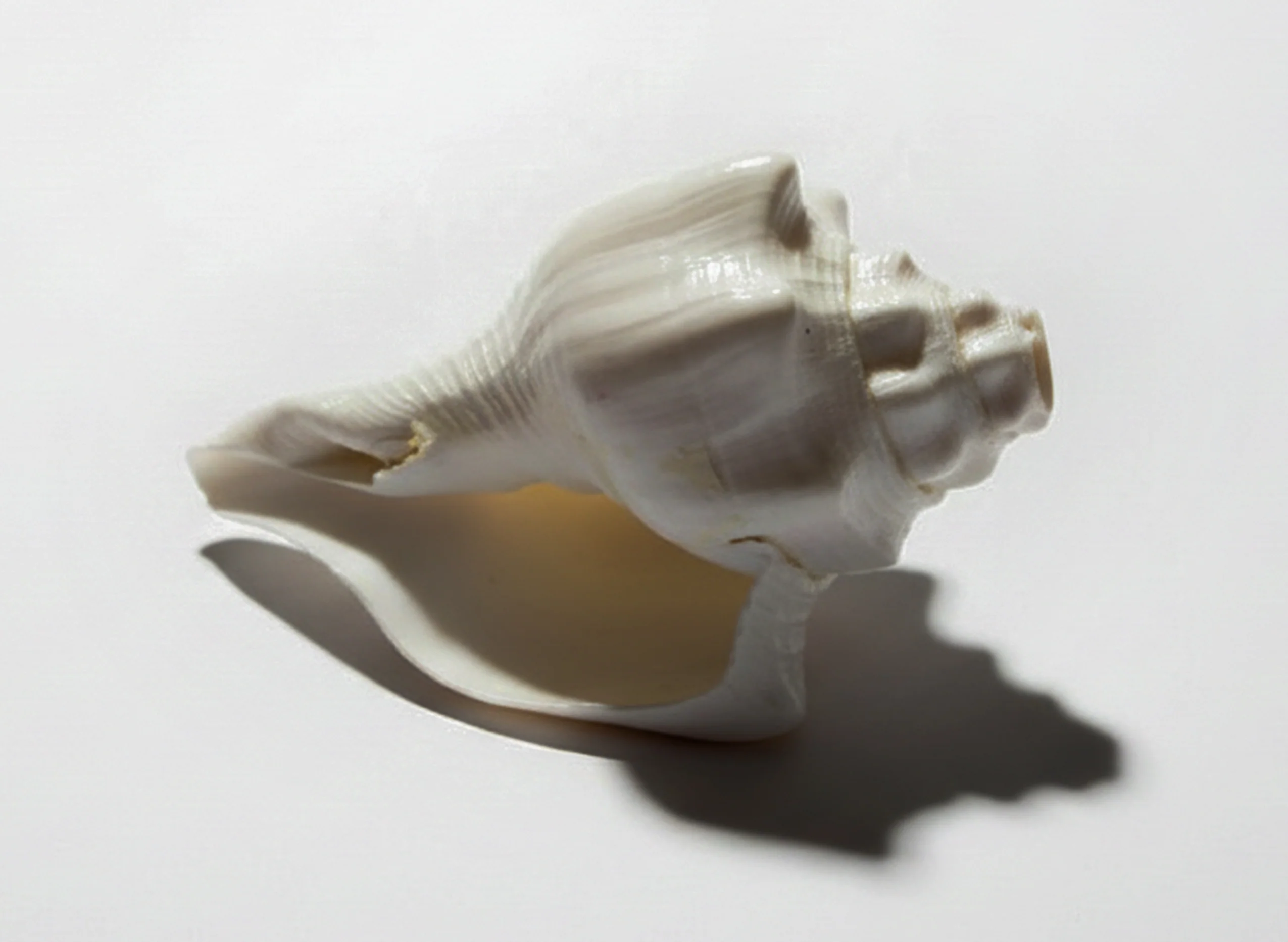 American Shankh - Image 3
