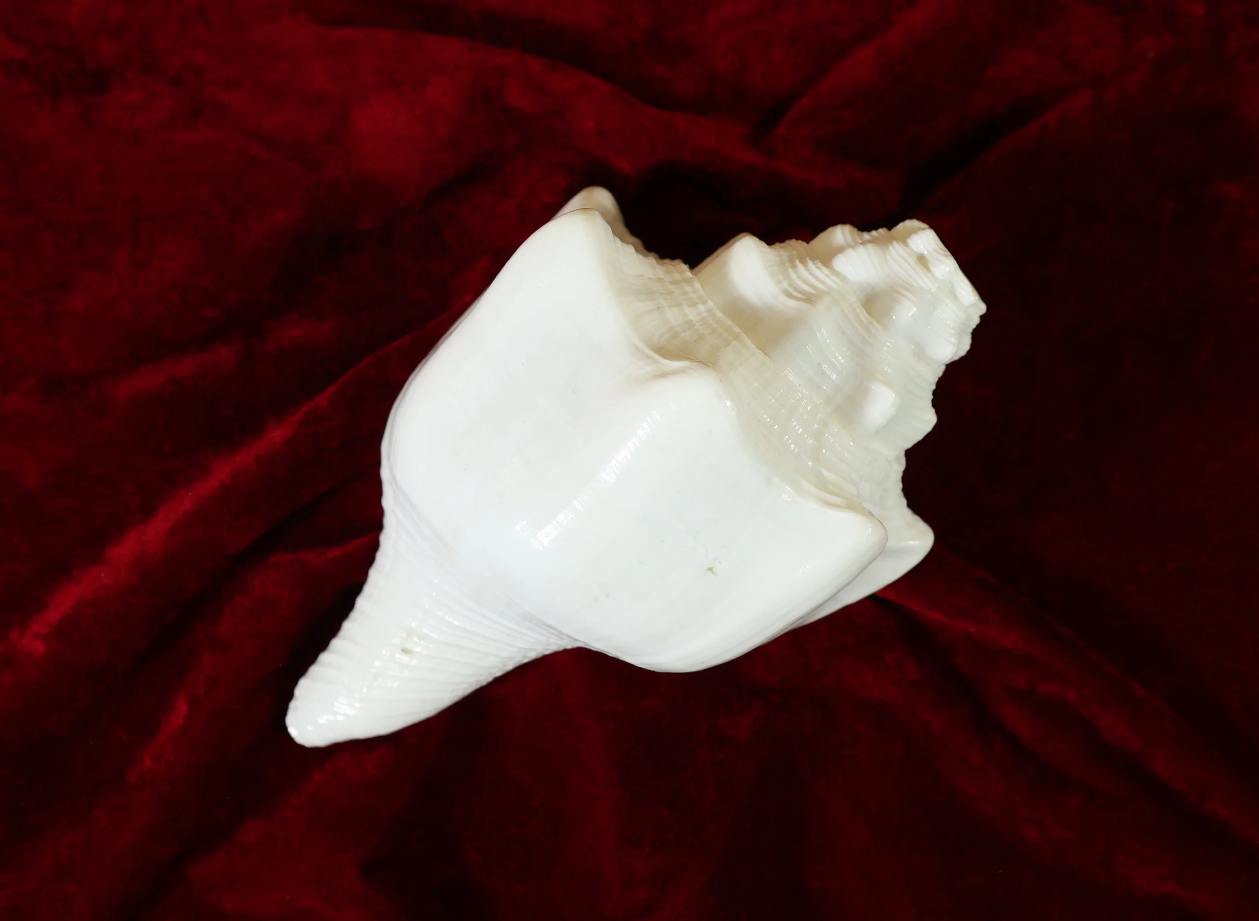American Shankh - Image 5