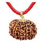 Baarah Mukhi-Twelve-Faced Rudraksha - Lab Certified (Without Mala) - Image 3