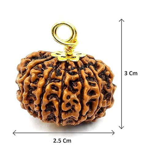 Baarah Mukhi-Twelve-Faced Rudraksha - Lab Certified (Without Mala) - Image 4
