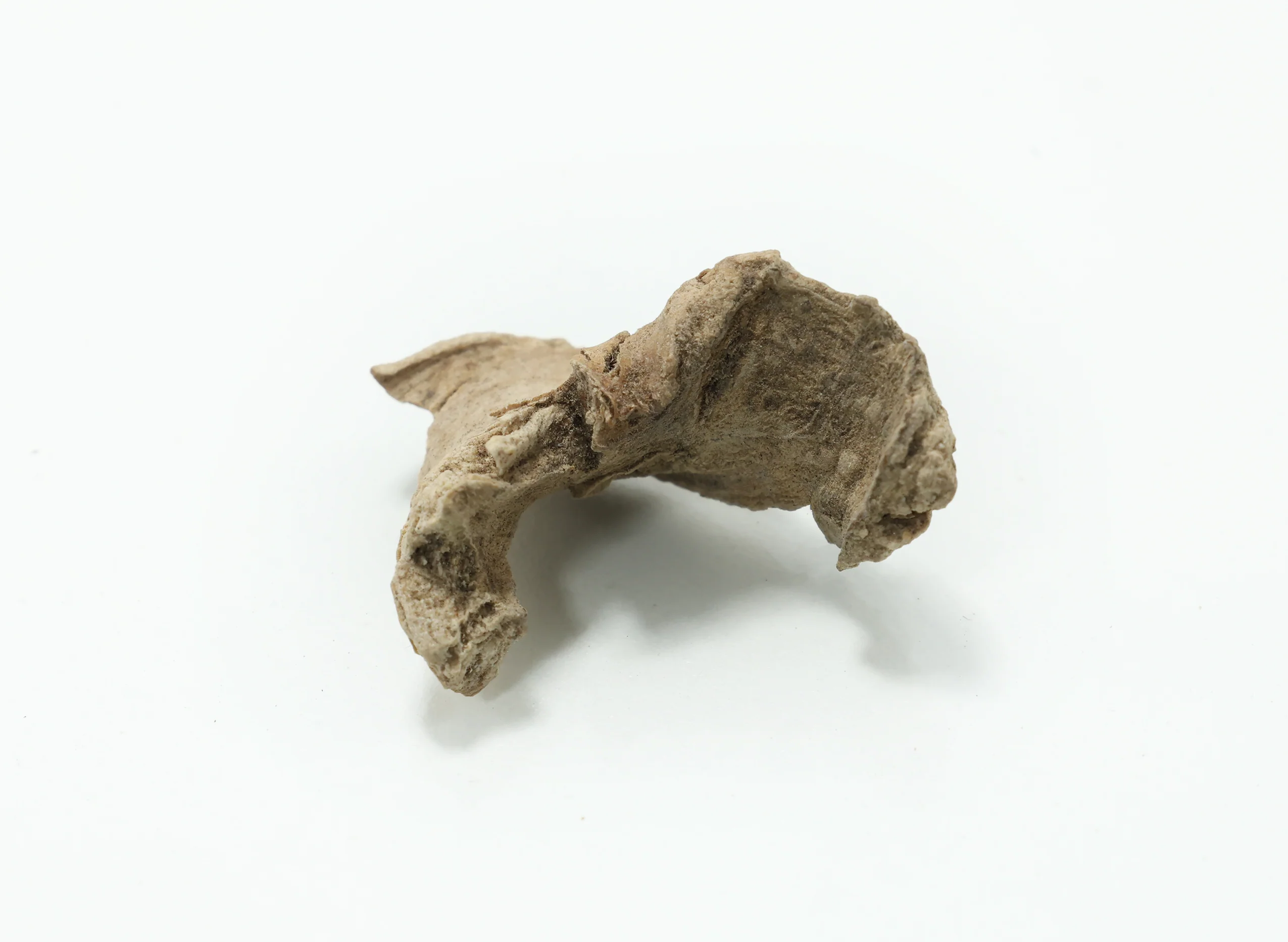 Bharangi Root - Bharangi Ki Jad - Image 3