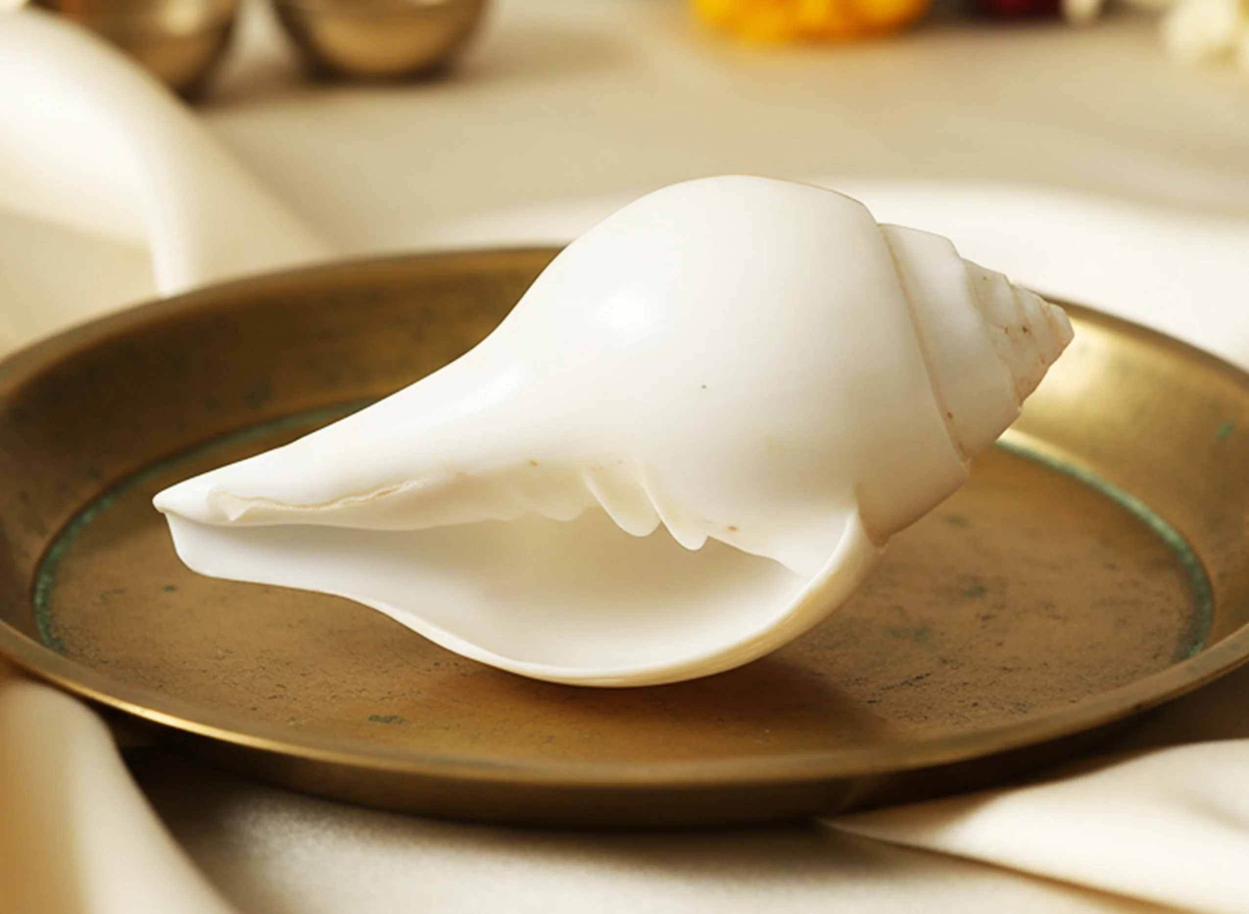 Blowing Shankh (5.5 to 6 inches) - Image 4