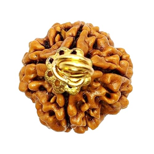 Chaar Mukhi-Four-faced Rudraksha - Lab Certified (Without Mala) - Image 4