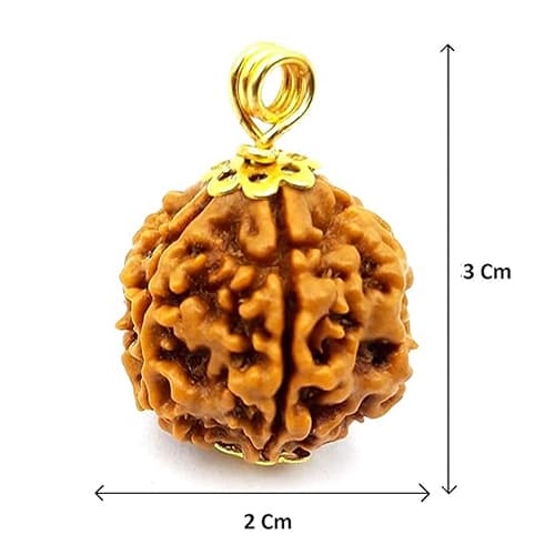 Chaar Mukhi-Four-faced Rudraksha - Lab Certified (Without Mala) - Image 5