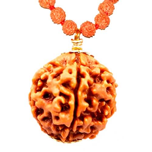 Chaar Mukhi- Four faced Rudraksha - Lab Certified - Image 4