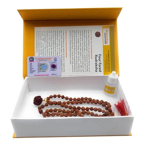 Chaar Mukhi- Four faced Rudraksha - Lab Certified - Image 5