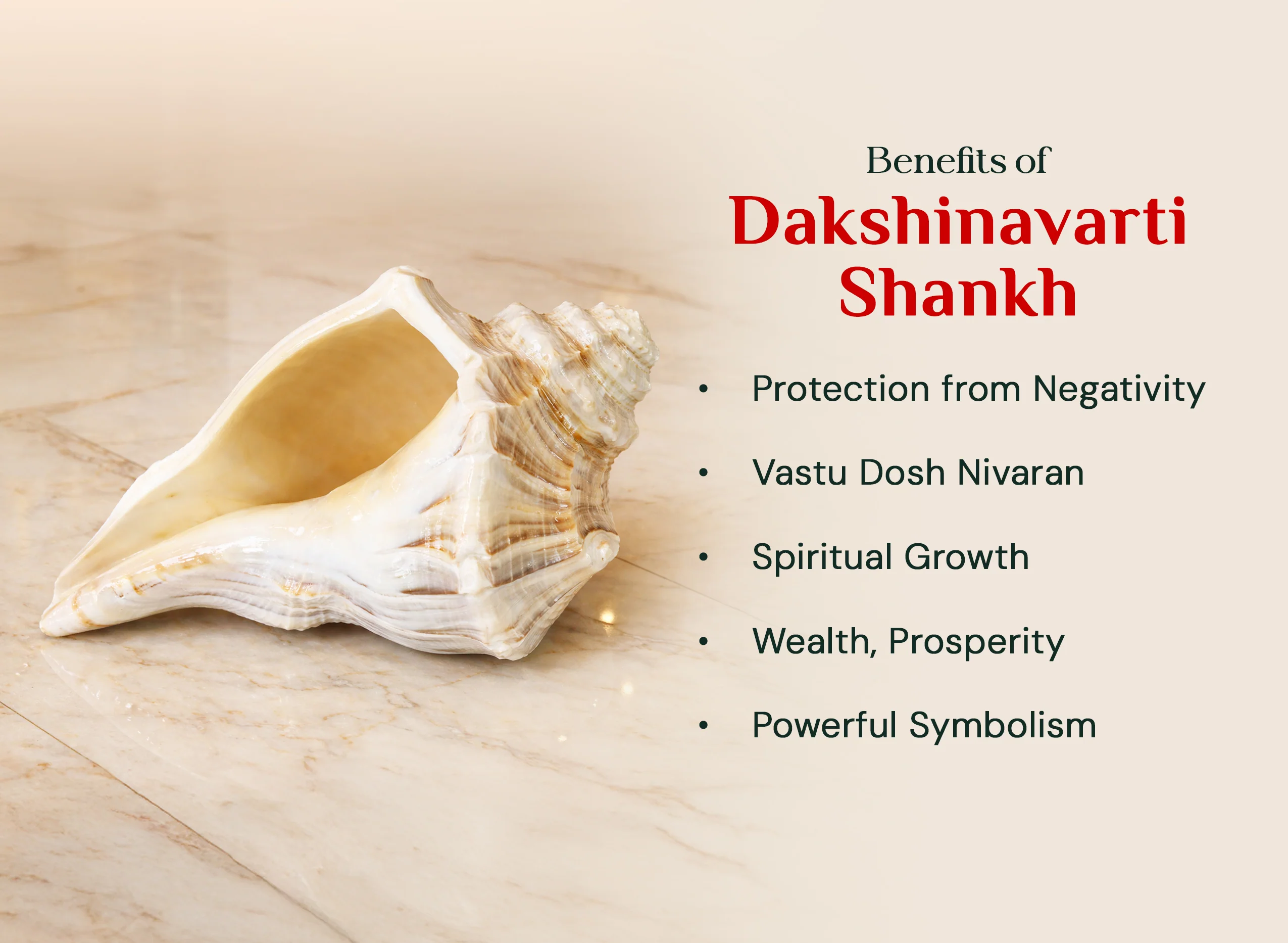 Dakshinavarti Shankh - Image 2