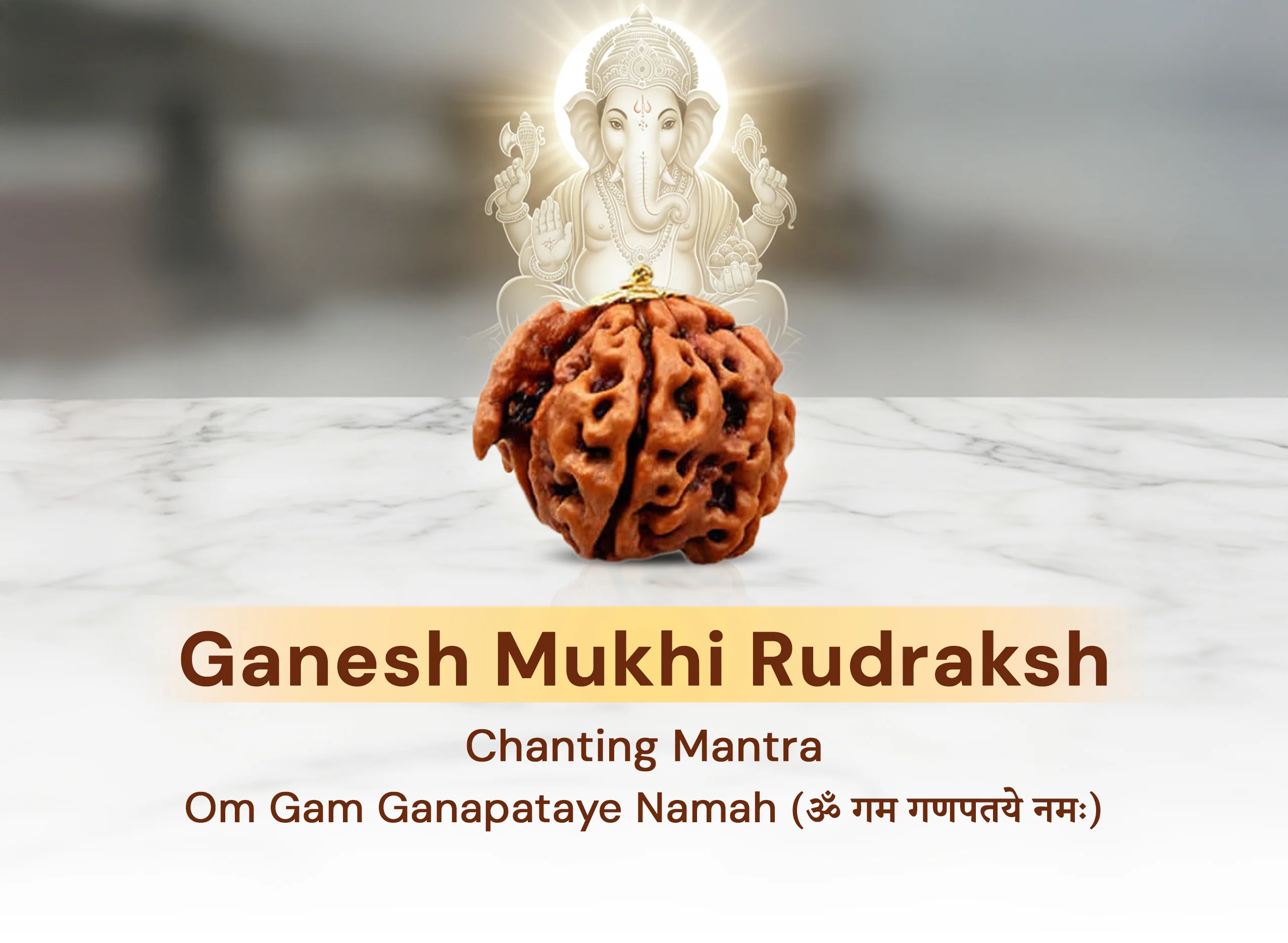 Ganesh Mukhi Rudraksha (Nepali) - Image 2