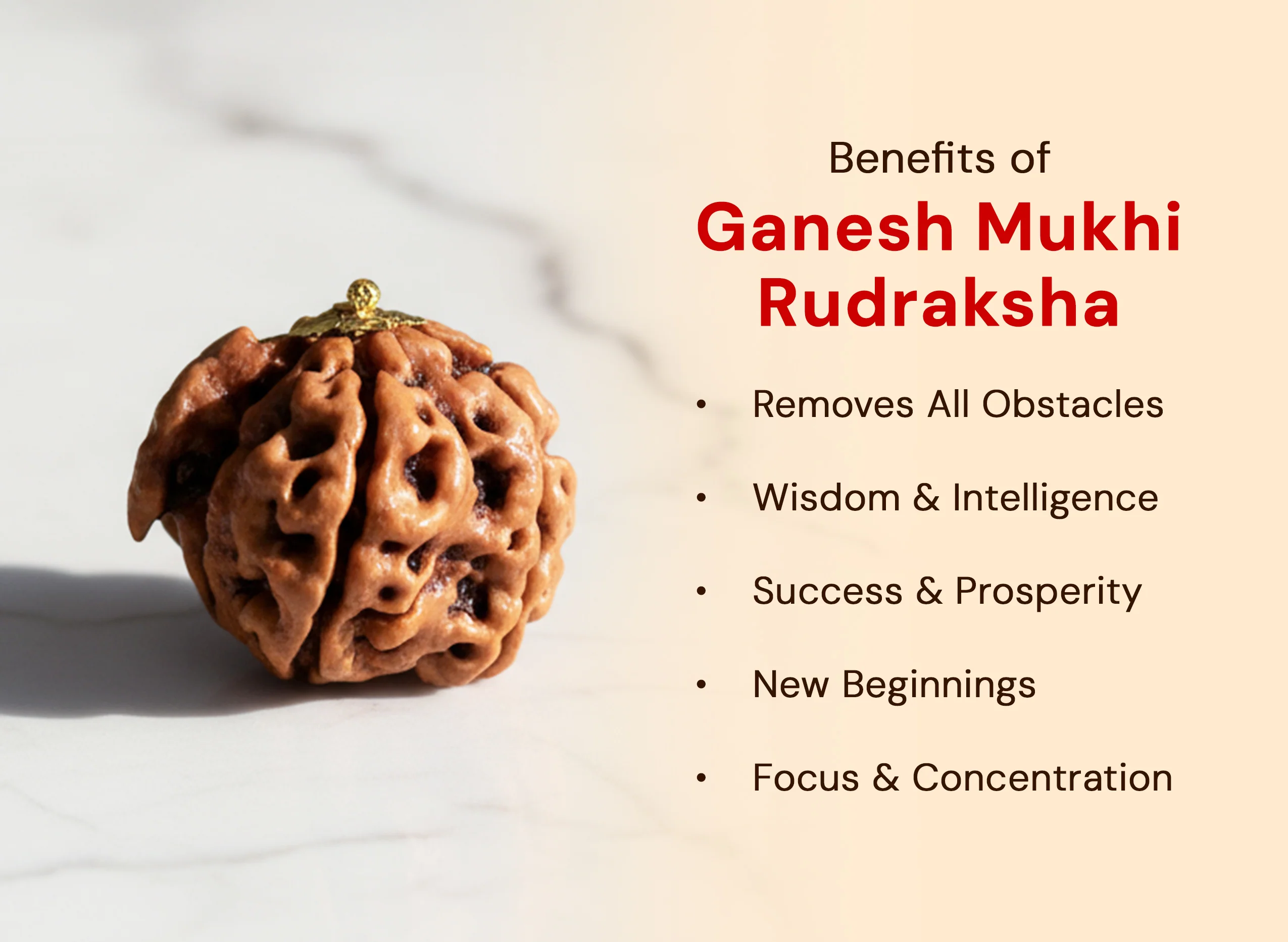 Ganesh Mukhi Rudraksha (Nepali) - Image 4