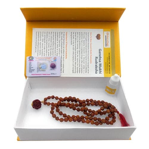 Ganesh Mukhi Rudraksha (Nepali) - Image 7