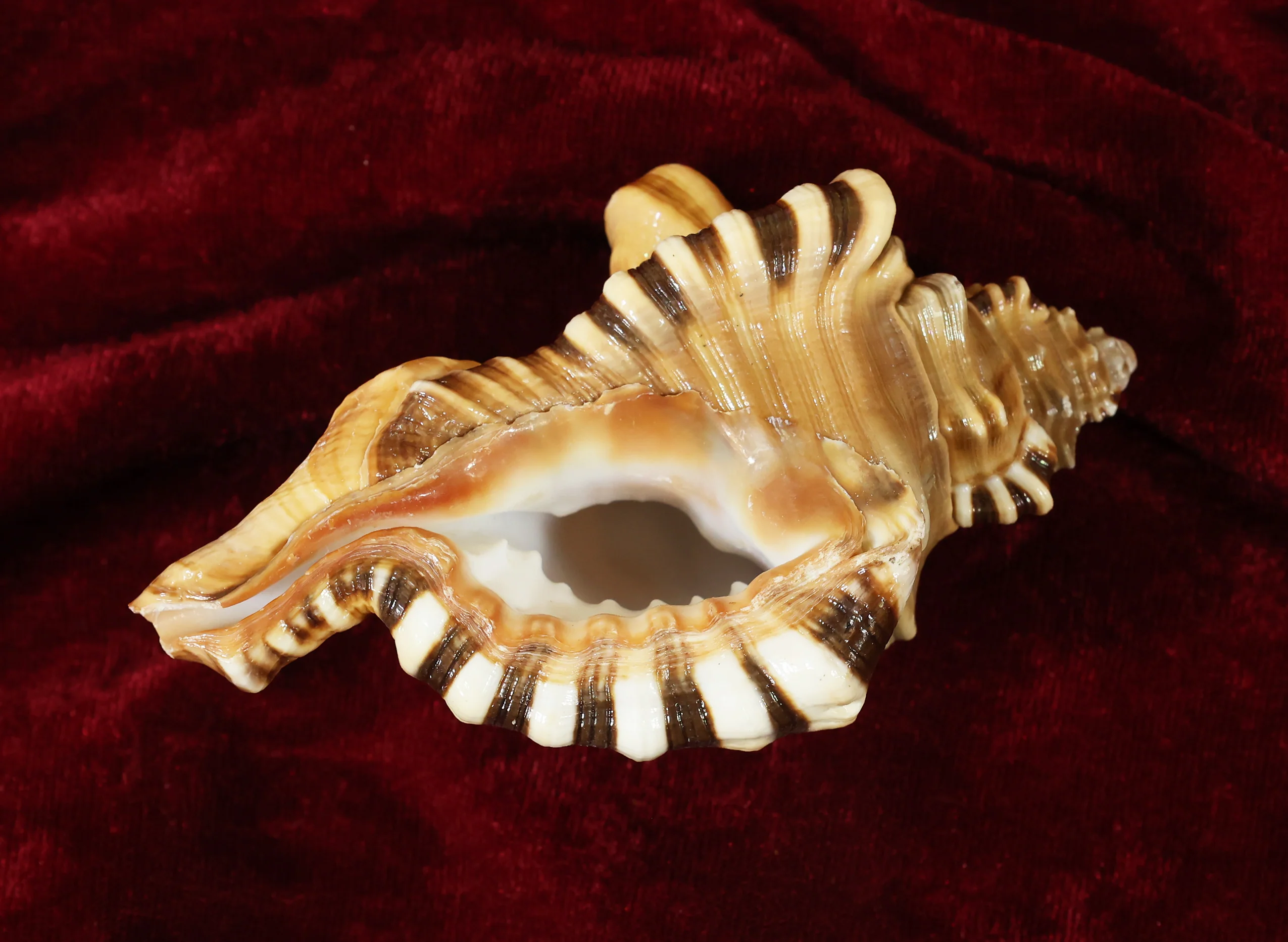 Ganesh Mukhi Sankh - Image 3
