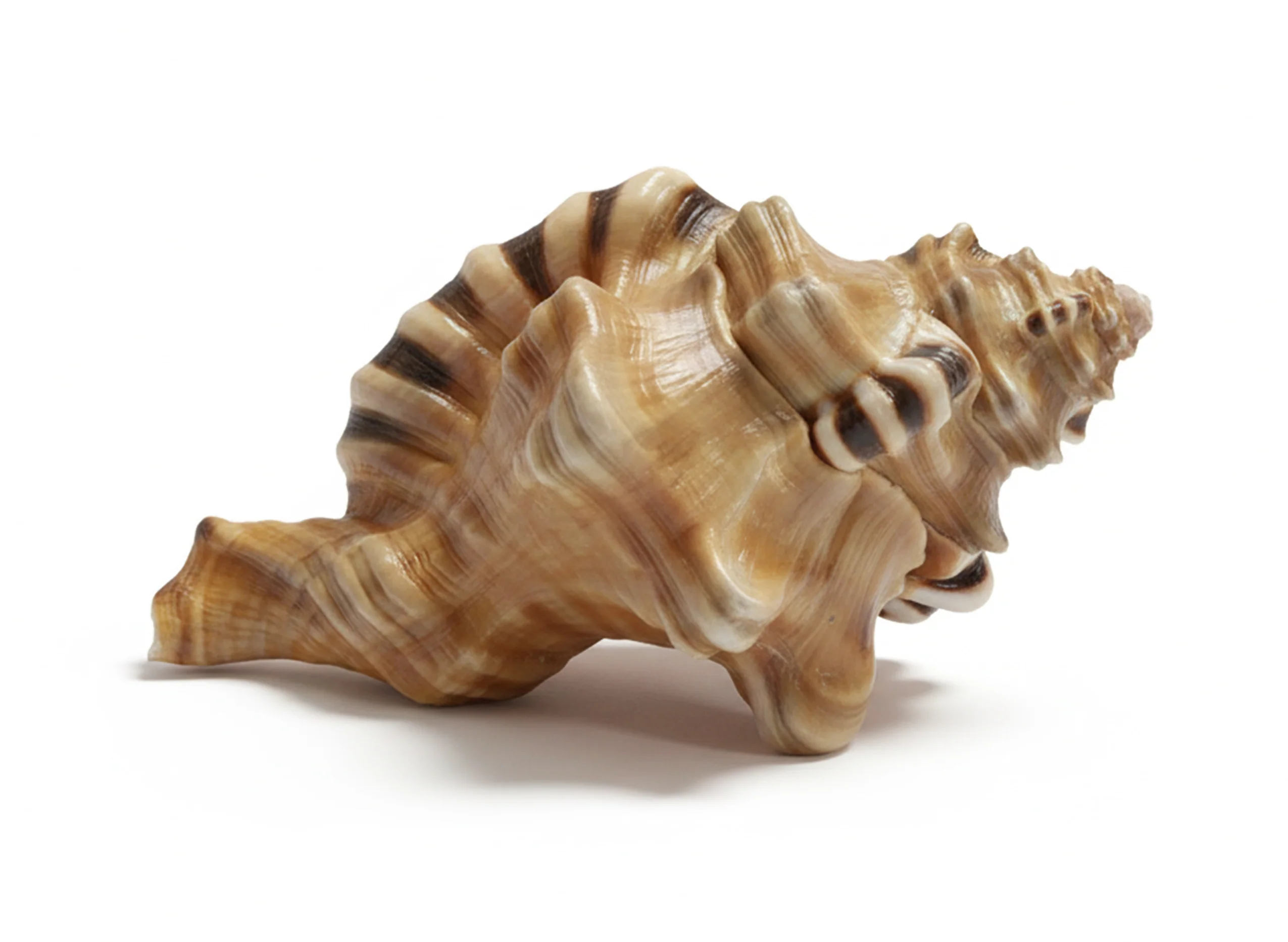Ganesh Mukhi Sankh - Image 6