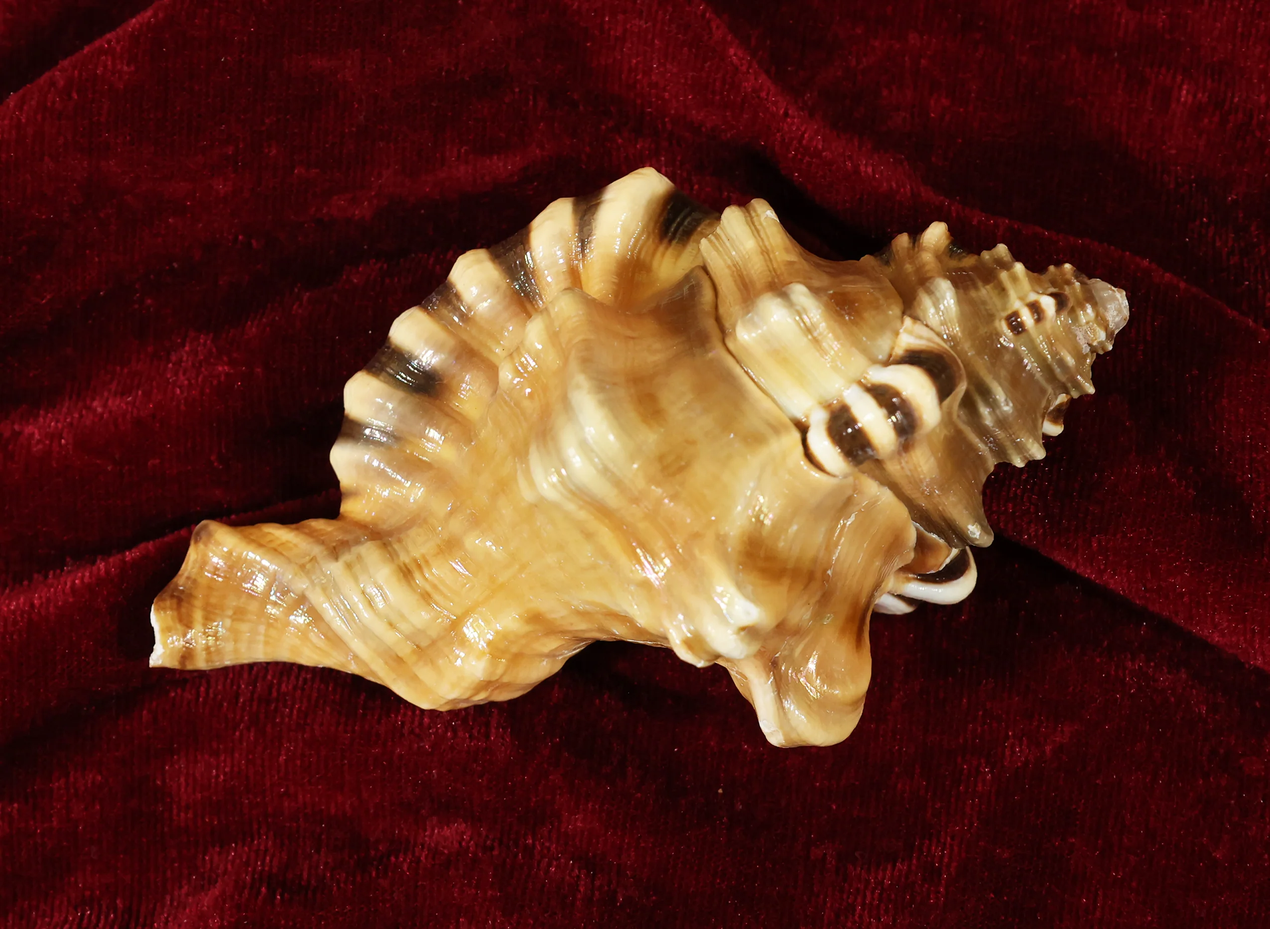 Ganesh Mukhi Sankh - Image 8