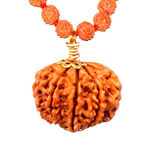 Nau Mukhi- Nine Faced Indo Ruadraksha - Lab Certified - Image 5